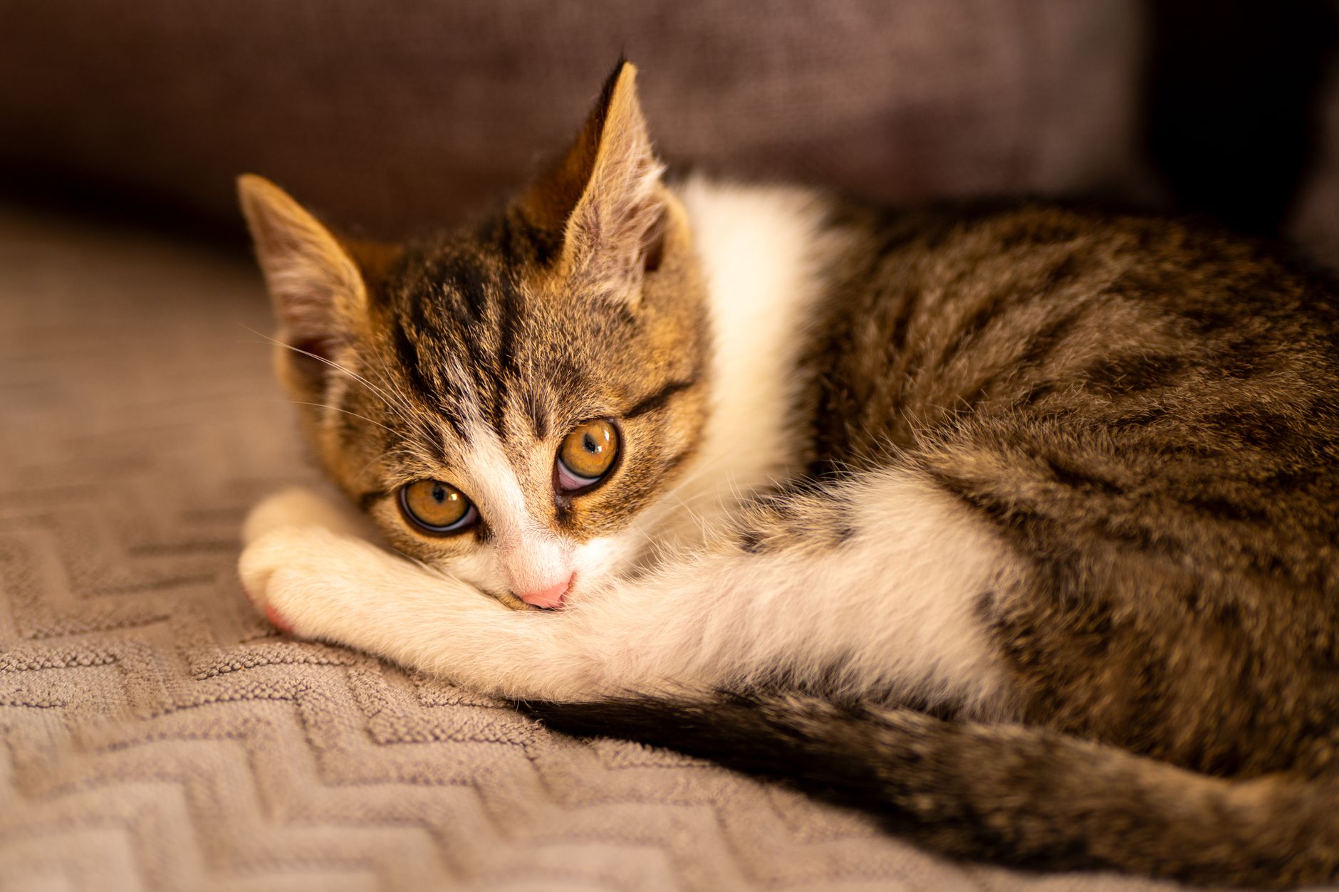Kedi Üst Solunum Yolu Enfeksiyonu (Kedi Gribi): Belirti, Tedavi ve Önleme