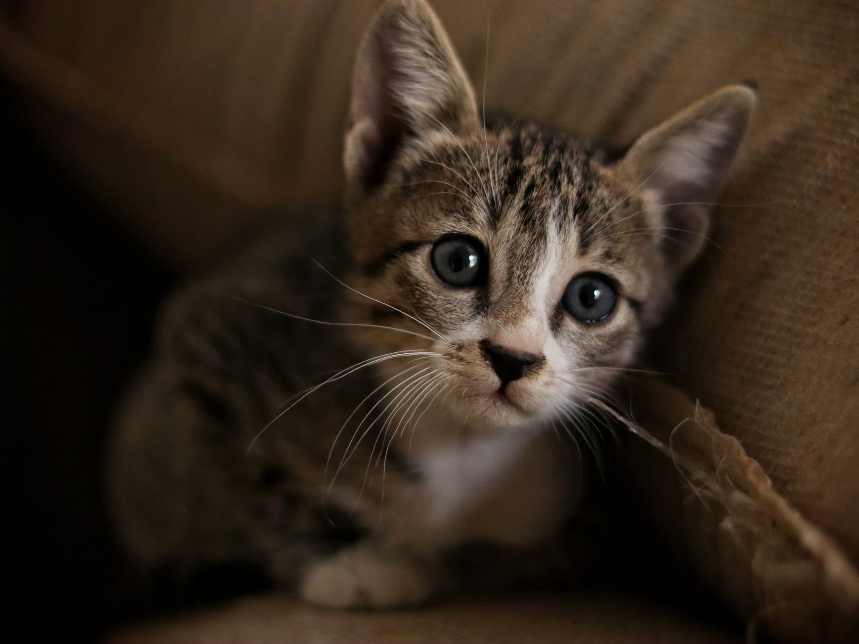 Kedi Üst Solunum Yolu Enfeksiyonu (Kedi Gribi): Belirti, Tedavi ve Önleme
