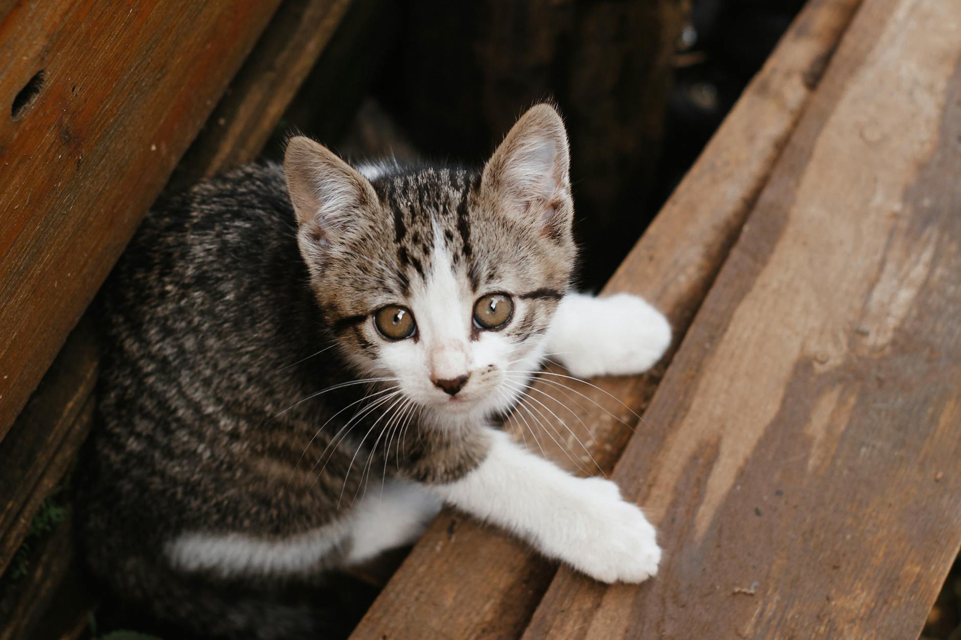 Kedi Üst Solunum Yolu Enfeksiyonu (Kedi Gribi): Belirti, Tedavi ve Önleme