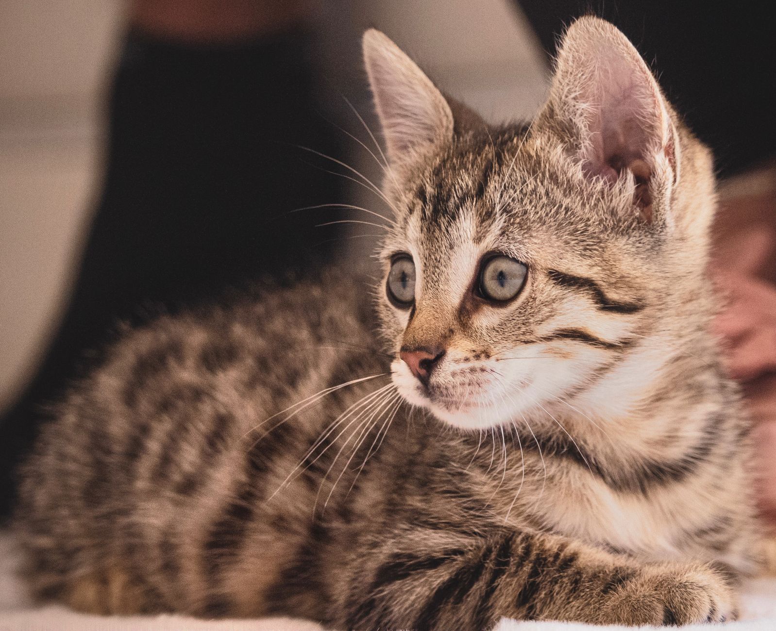 Kedi Üst Solunum Yolu Enfeksiyonu (Kedi Gribi): Belirti, Tedavi ve Önleme