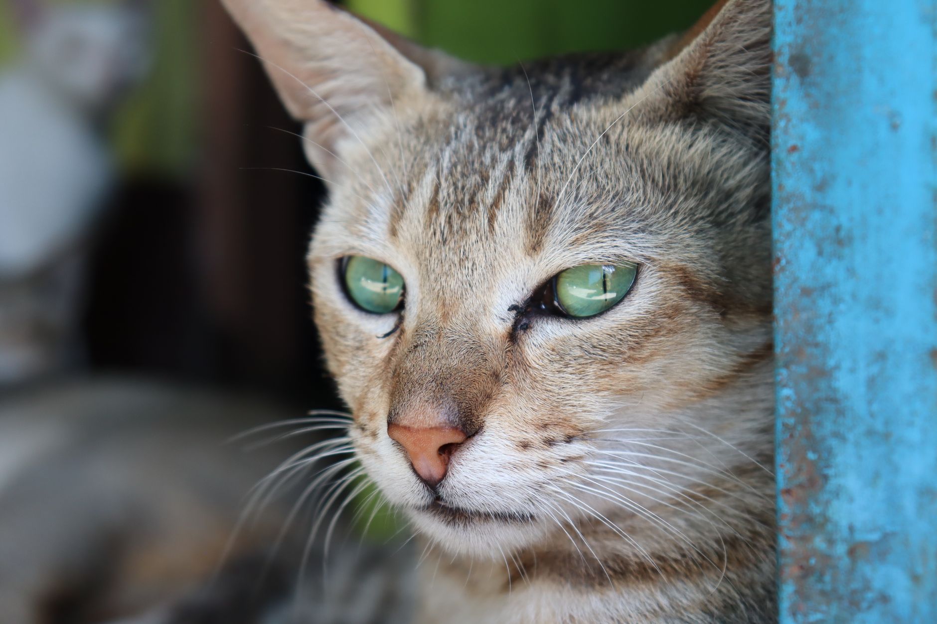 Kedi Hastalıkları Komple Rehberi: Belirti, Tanı, Tedavi ve Önleme
