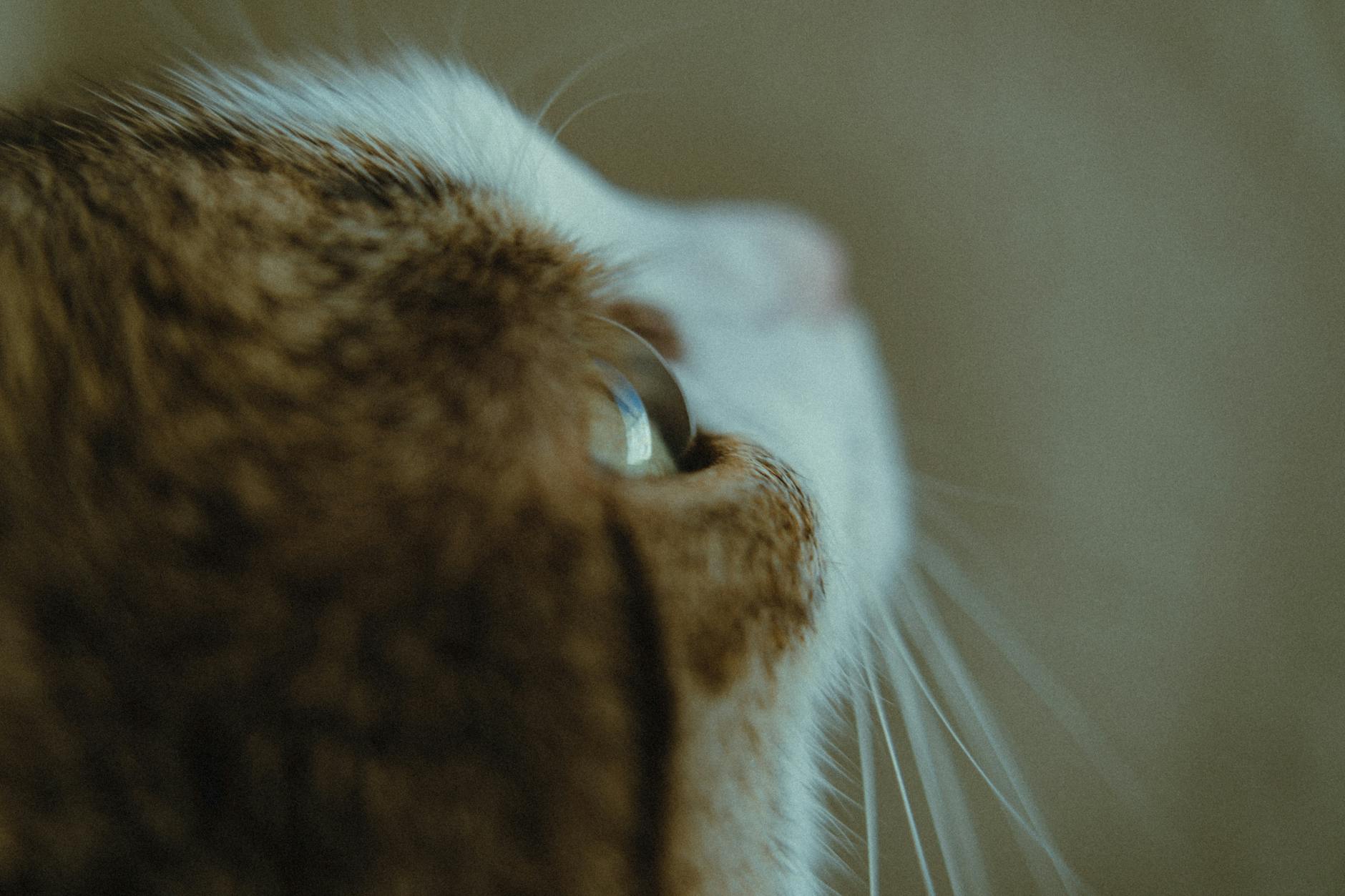 Kedi Hastalıkları Komple Rehberi: Belirti, Tanı, Tedavi ve Önleme