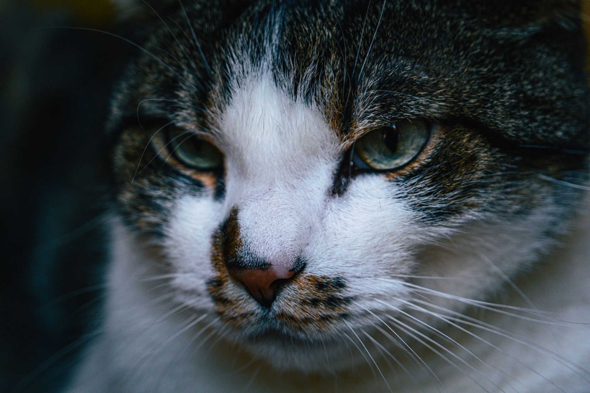 Kedi Hastalıkları Komple Rehberi: Belirti, Tanı, Tedavi ve Önleme