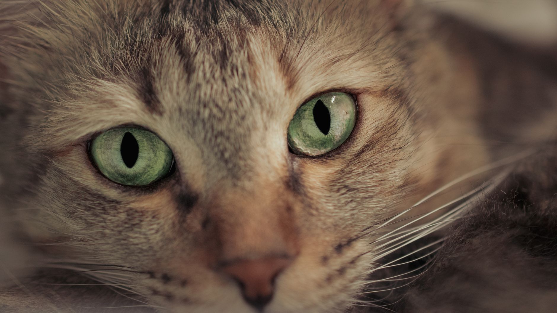 Kedi Hastalıkları Komple Rehberi: Belirti, Tanı, Tedavi ve Önleme