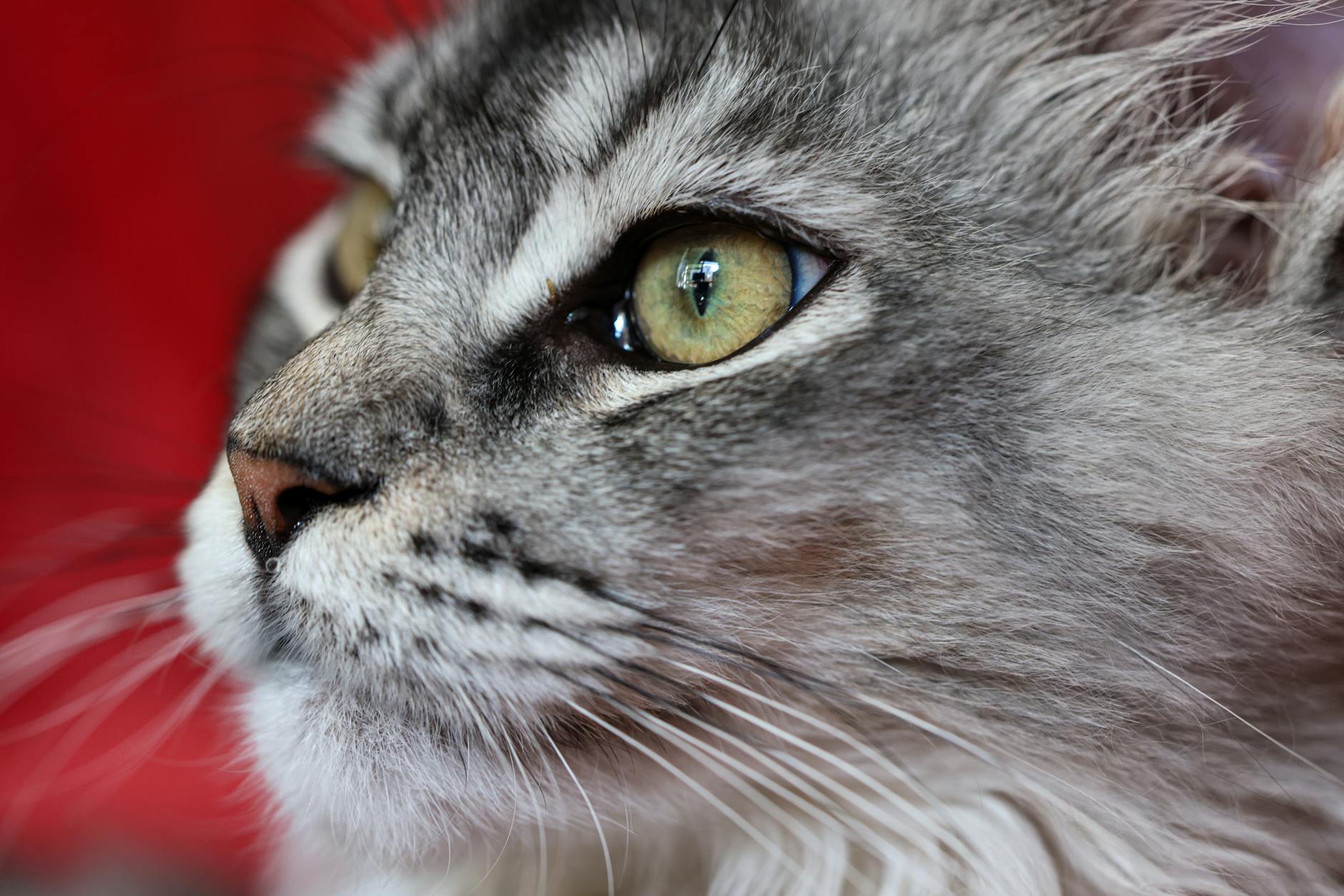 Kedi Hastalıkları Komple Rehberi: Belirti, Tanı, Tedavi ve Önleme