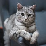 Kedi-İnsan Bağı: Güven ve Sevgiyi Bilimle Kazanmak