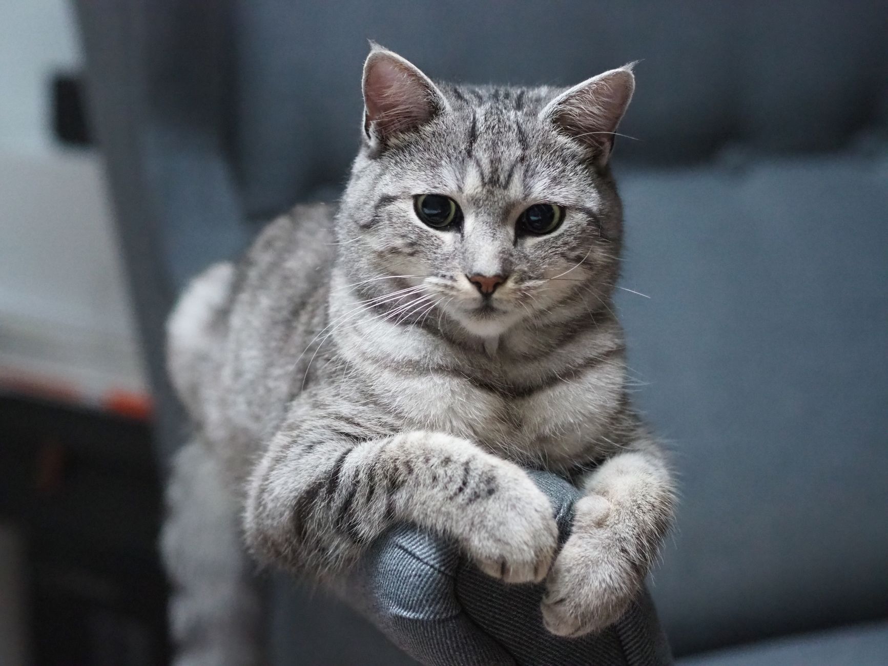 Kedi-İnsan Bağı: Güven ve Sevgi Nasıl Kazanılır, Bilimsel Yaklaşım