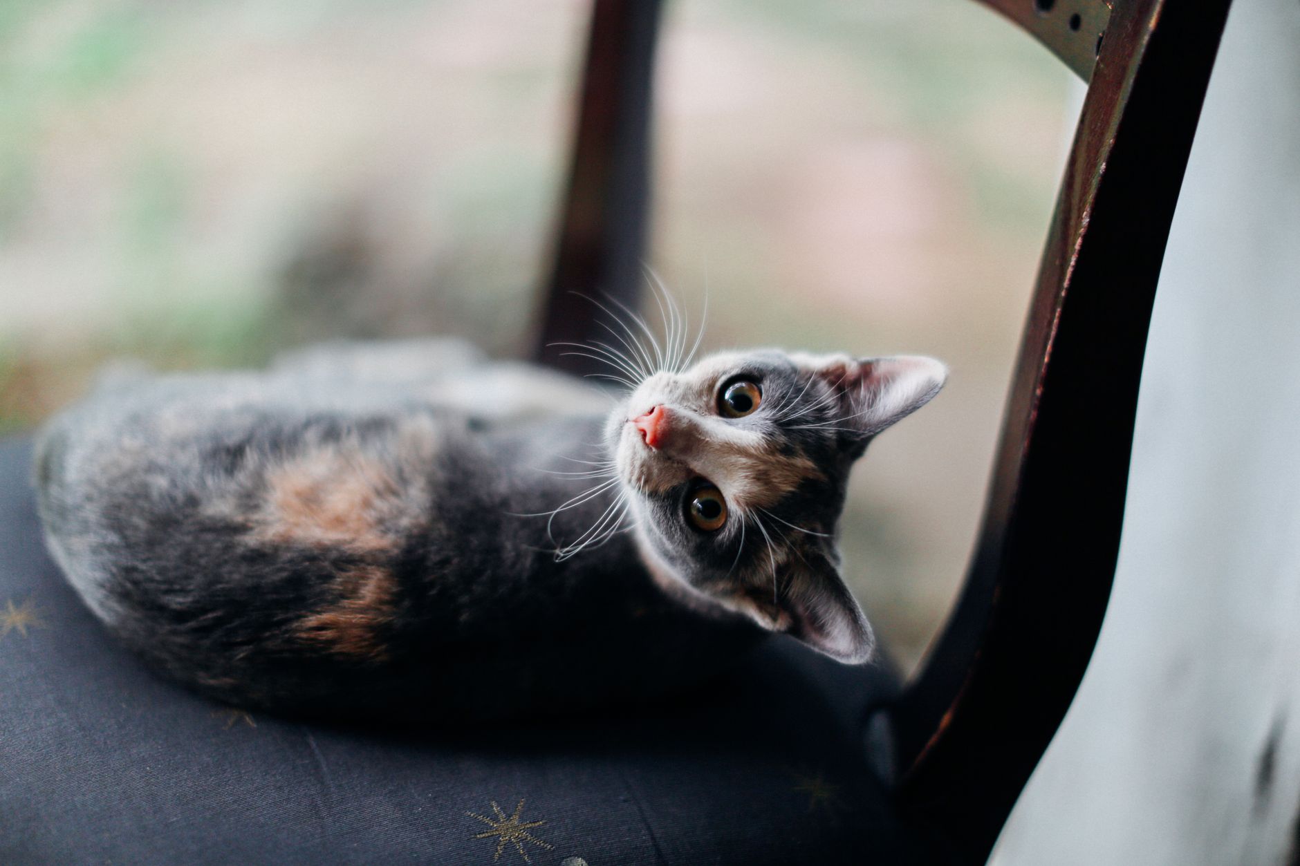 Kedi-İnsan Bağı: Güven ve Sevgi Nasıl Kazanılır, Bilimsel Yaklaşım