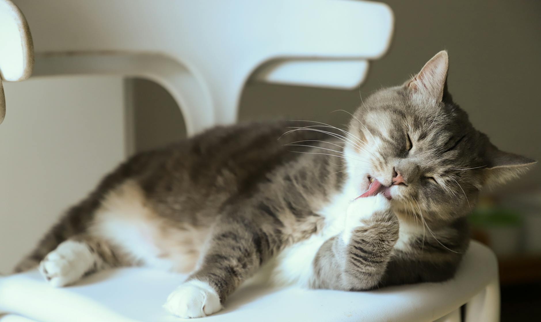 Kedi-İnsan Bağı: Güven ve Sevgi Nasıl Kazanılır, Bilimsel Yaklaşım