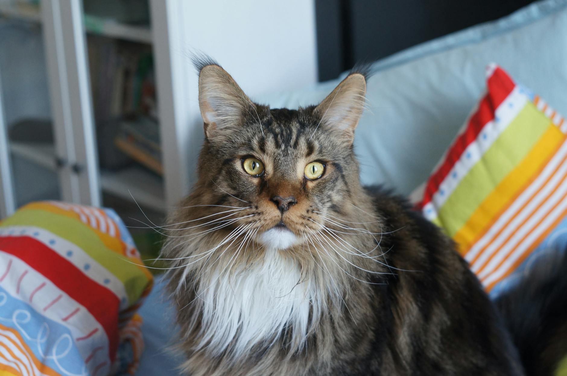Kedi-İnsan Bağı: Güven ve Sevgi Nasıl Kazanılır, Bilimsel Yaklaşım