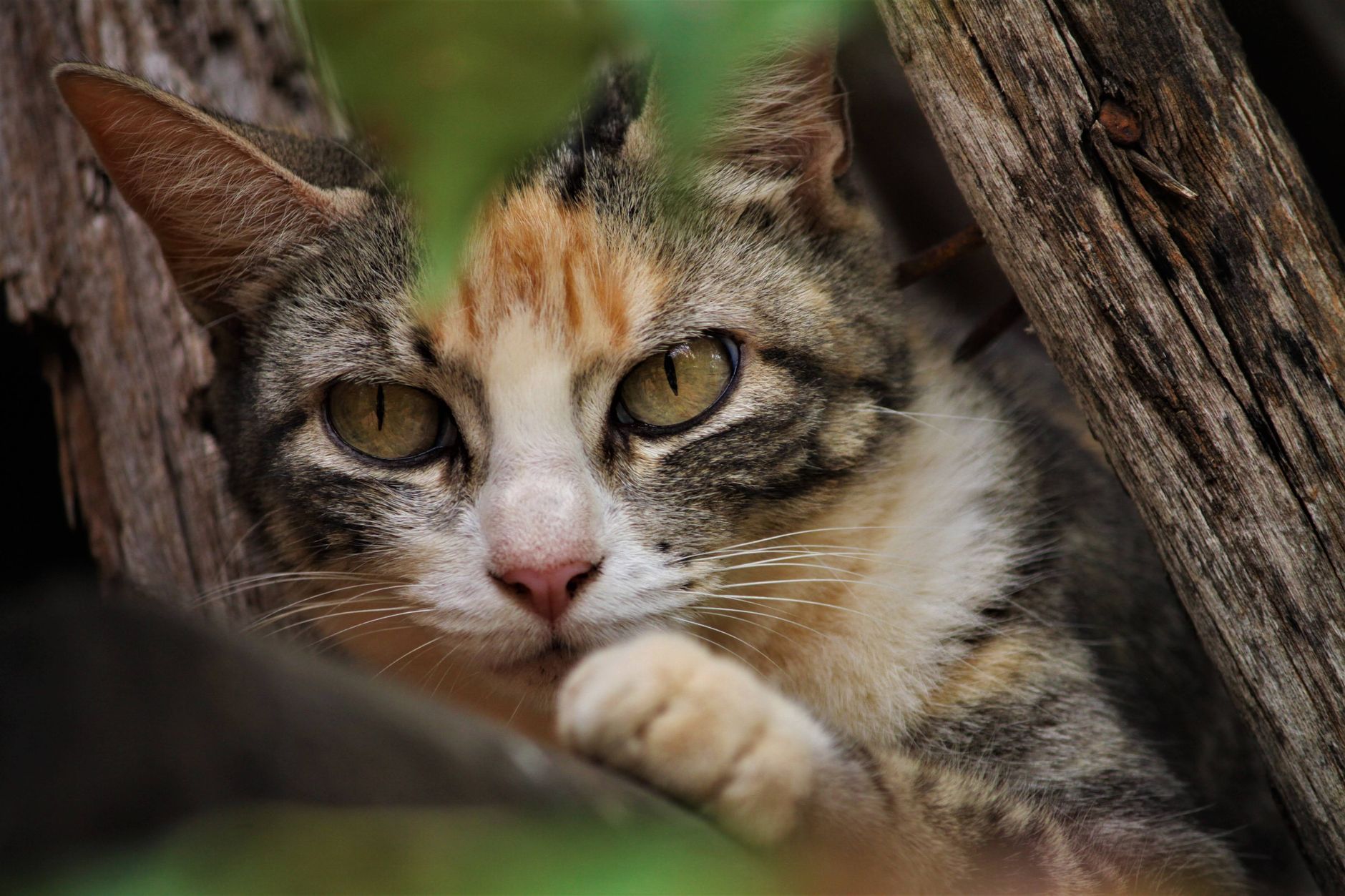 Kedi Irkları Ansiklopedisi: A’dan Z’ye Tüm Cinsler, Karakter ve Seçim Rehberi