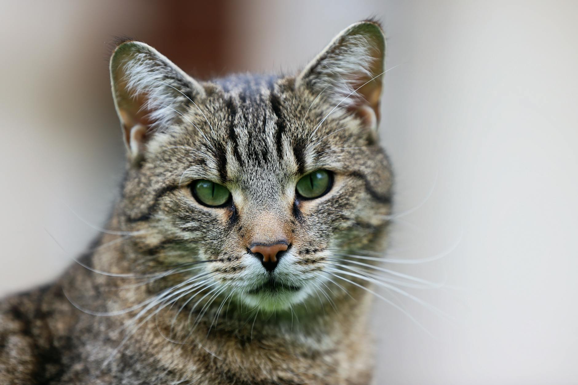 Kedi Irkları Ansiklopedisi: A’dan Z’ye Tüm Cinsler, Karakter ve Seçim Rehberi
