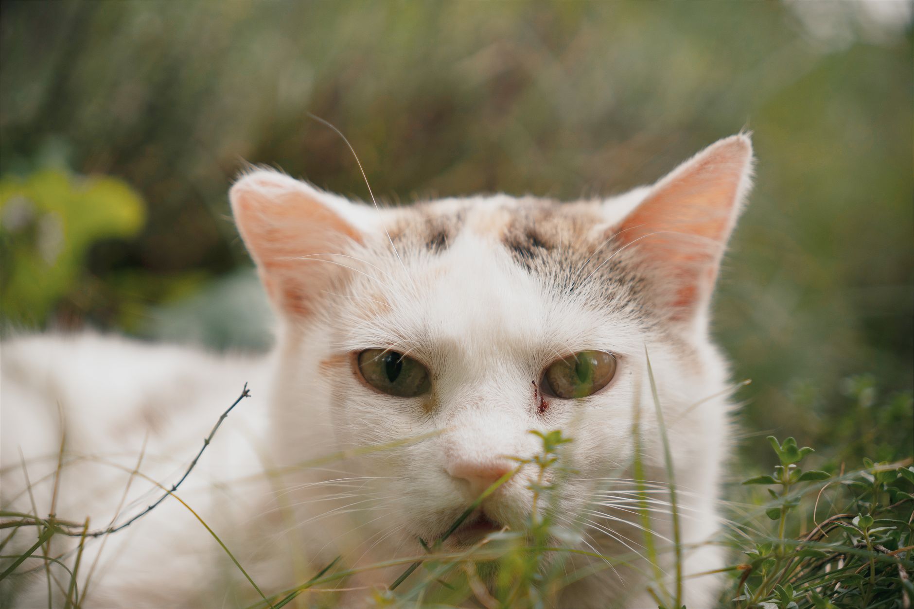 Kedi Irkları Ansiklopedisi: A’dan Z’ye Tüm Cinsler, Karakter ve Seçim Rehberi