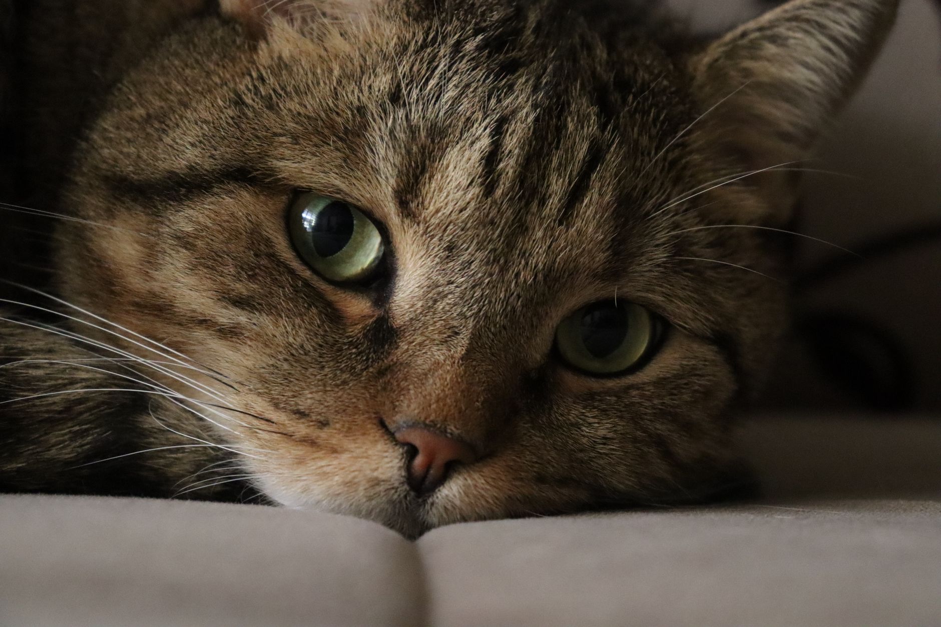 Kedi Irkları Ansiklopedisi: A’dan Z’ye Tüm Cinsler, Karakter ve Seçim Rehberi