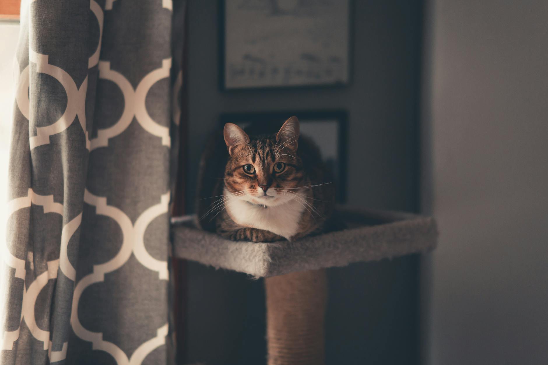 Kedi Kısırlaştırma Rehberi: Yaşı, Operasyon, İyileşme ve Sık Sorulan Sorular