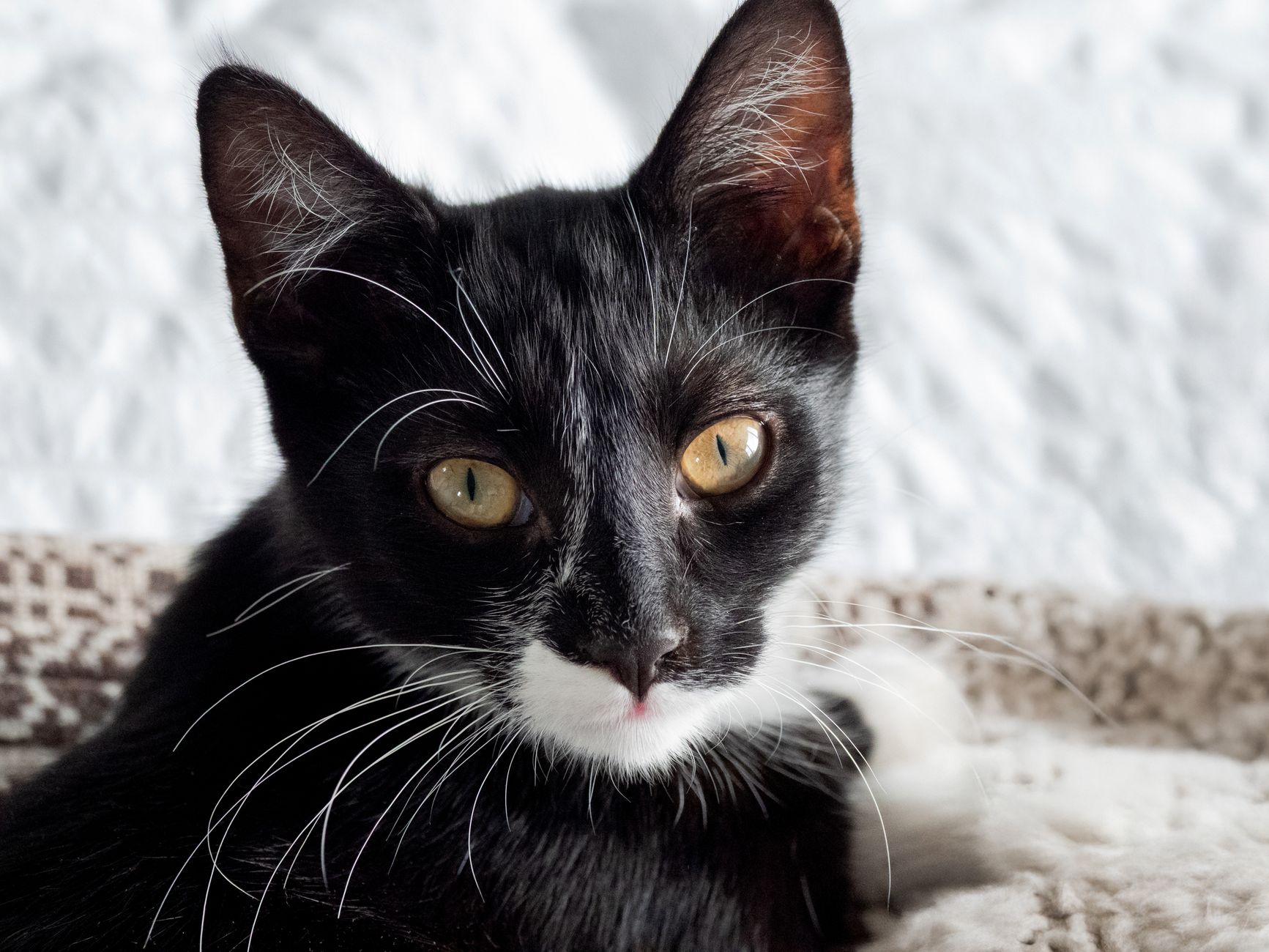 Kedi Kısırlaştırma Rehberi: Yaşı, Operasyon, İyileşme ve Sık Sorulan Sorular