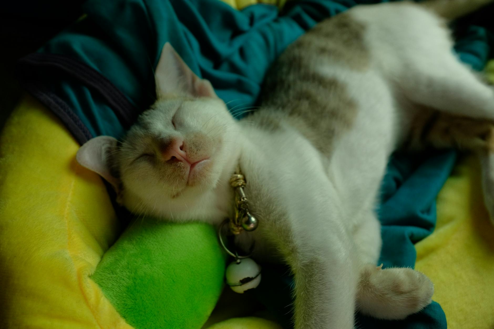 Kedi Kısırlaştırma Rehberi: Yaşı, Operasyon, İyileşme ve Sık Sorulan Sorular