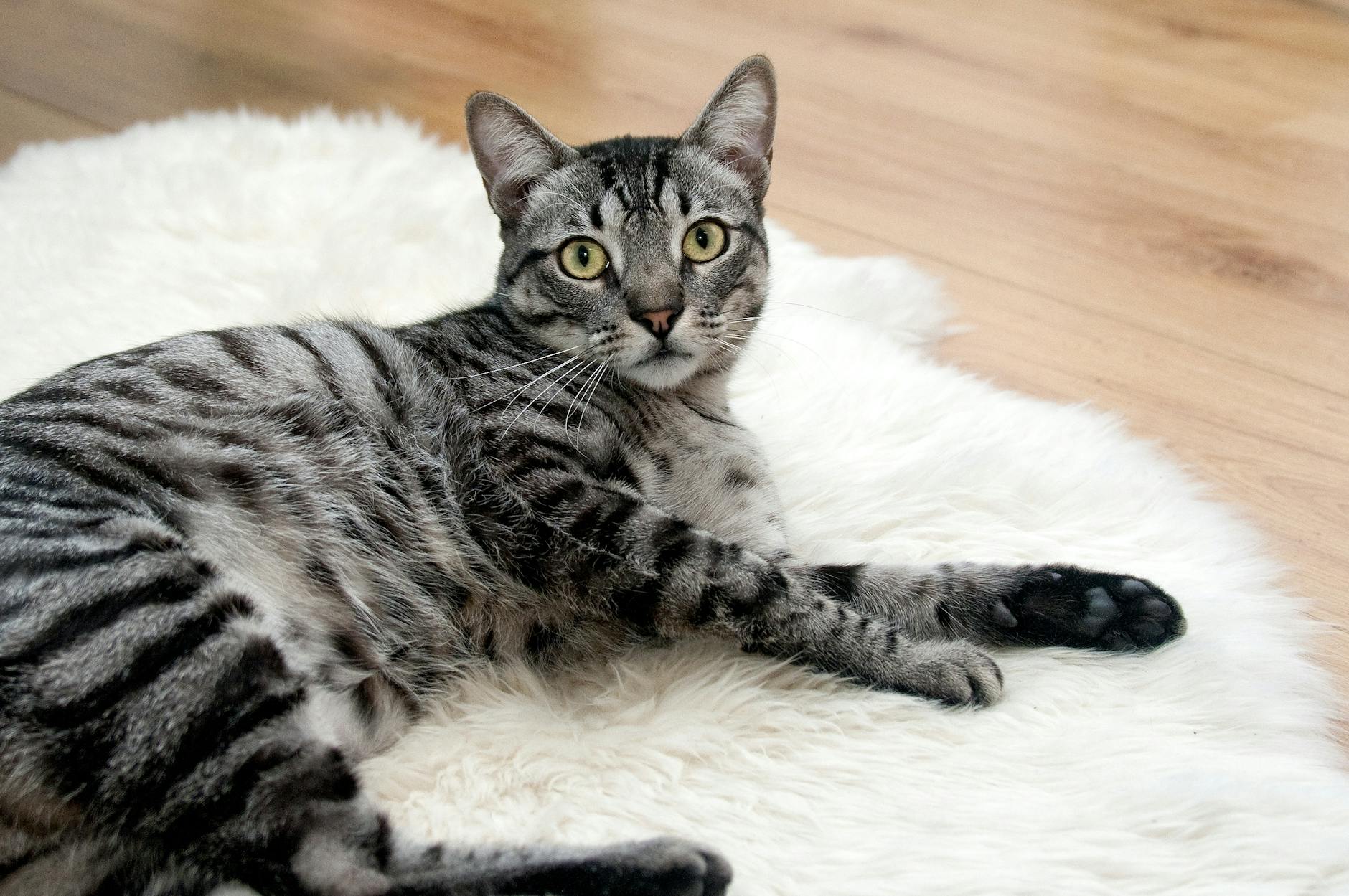 Kedi Kısırlaştırma Rehberi: Yaşı, Operasyon, İyileşme ve Sık Sorulan Sorular