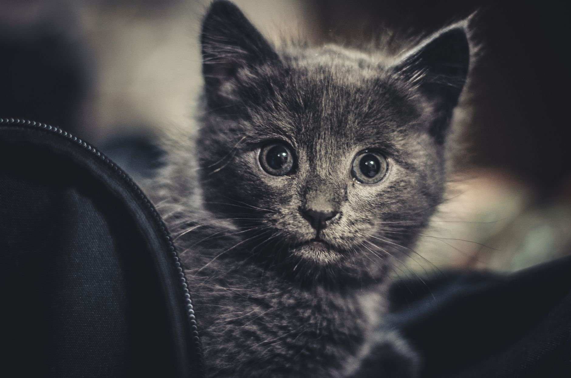 Kedilerde Kronik Böbrek Hastalığı (CKD): Belirtiler, Tanı, Tedavi ve Yaşam Süresi