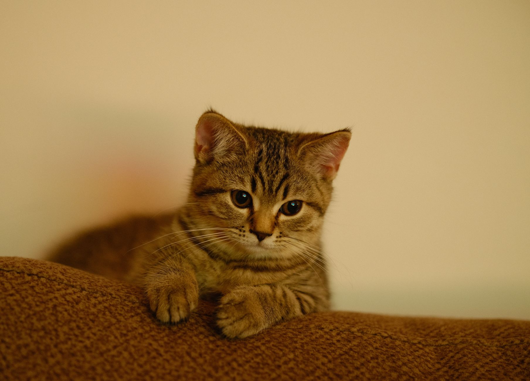 Kedi Kum Kabı Seçimi ve Eğitimi: N+1 Kuralı, Kum Tipleri, Konum
