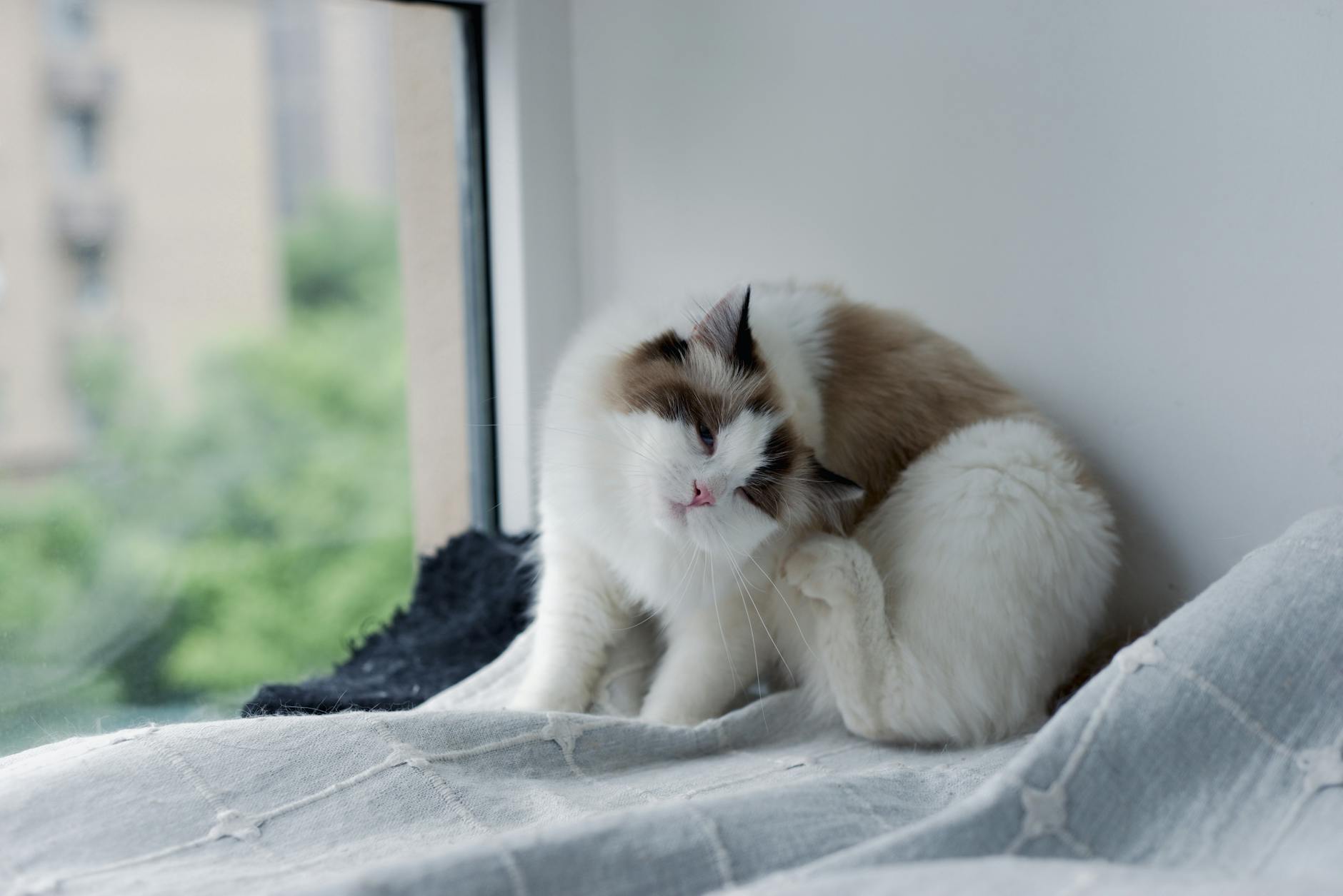 Kedi Kum Kabı Seçimi ve Eğitimi: N+1 Kuralı, Kum Tipleri, Konum