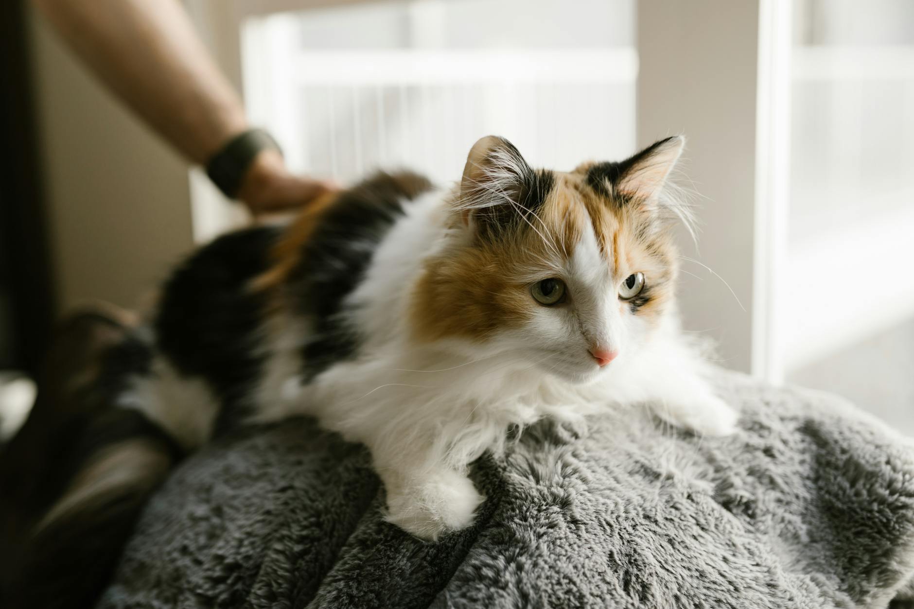 Kedi Kum Kabı Seçimi ve Eğitimi: N+1 Kuralı, Kum Tipleri, Konum