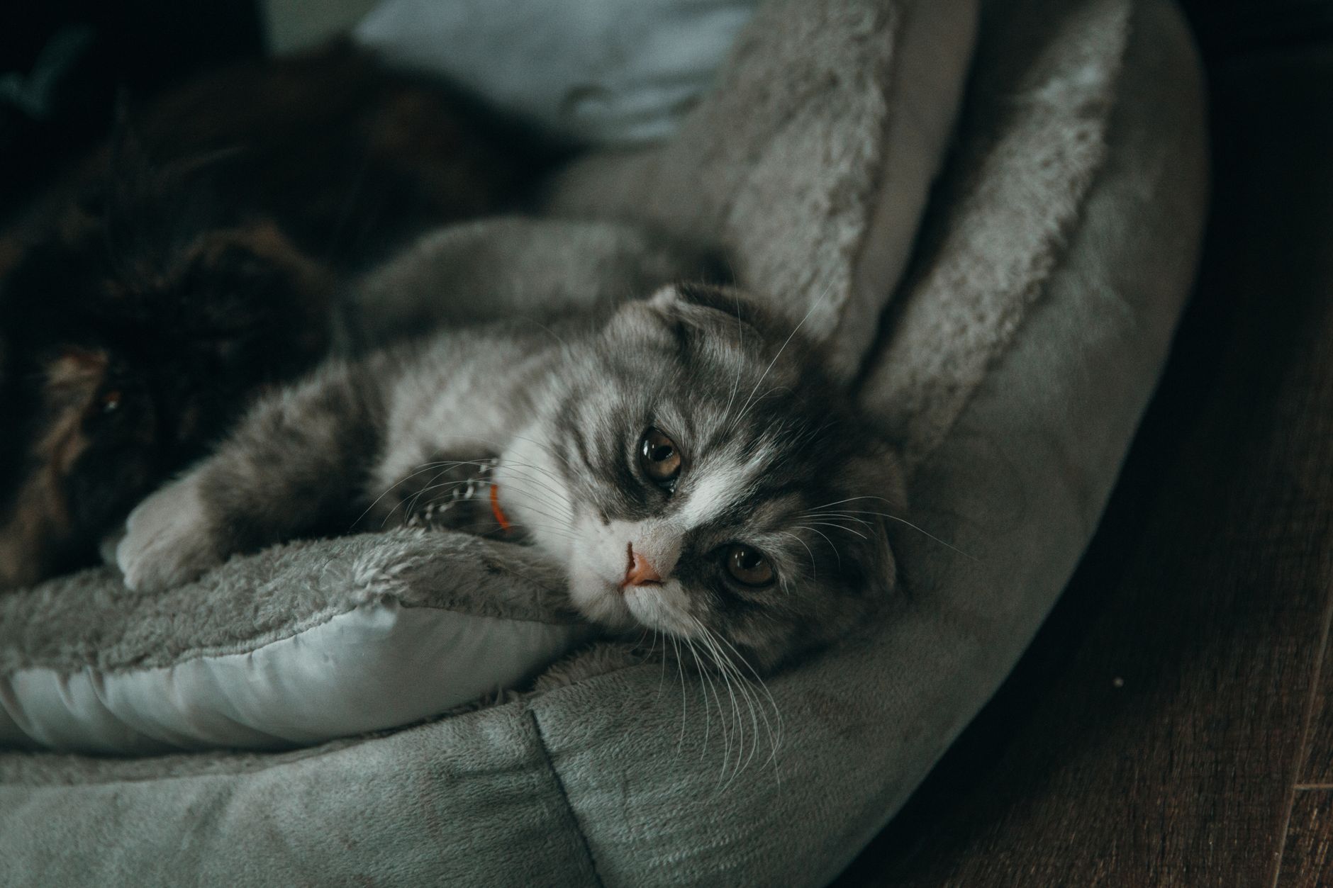 Kedi Kum Kabı Seçimi ve Eğitimi: N+1 Kuralı, Kum Tipleri, Konum