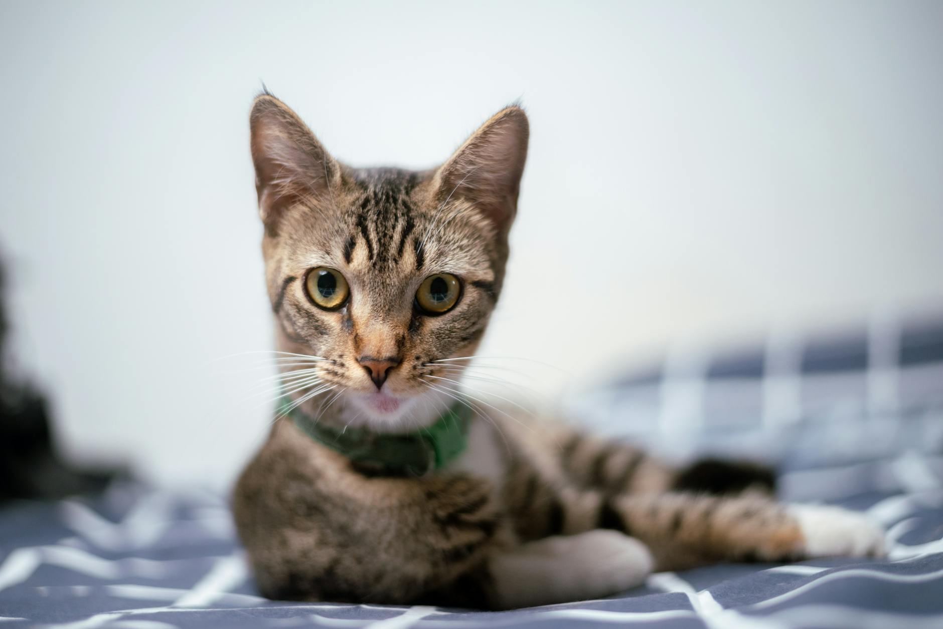 Kedi Mama Etiketi: AAFCO, FEDIAF Kodları ve İçindekiler