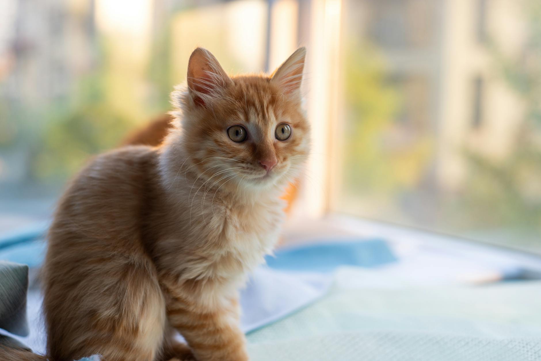 Kedi Mama Etiketi: AAFCO, FEDIAF Kodları ve İçindekiler