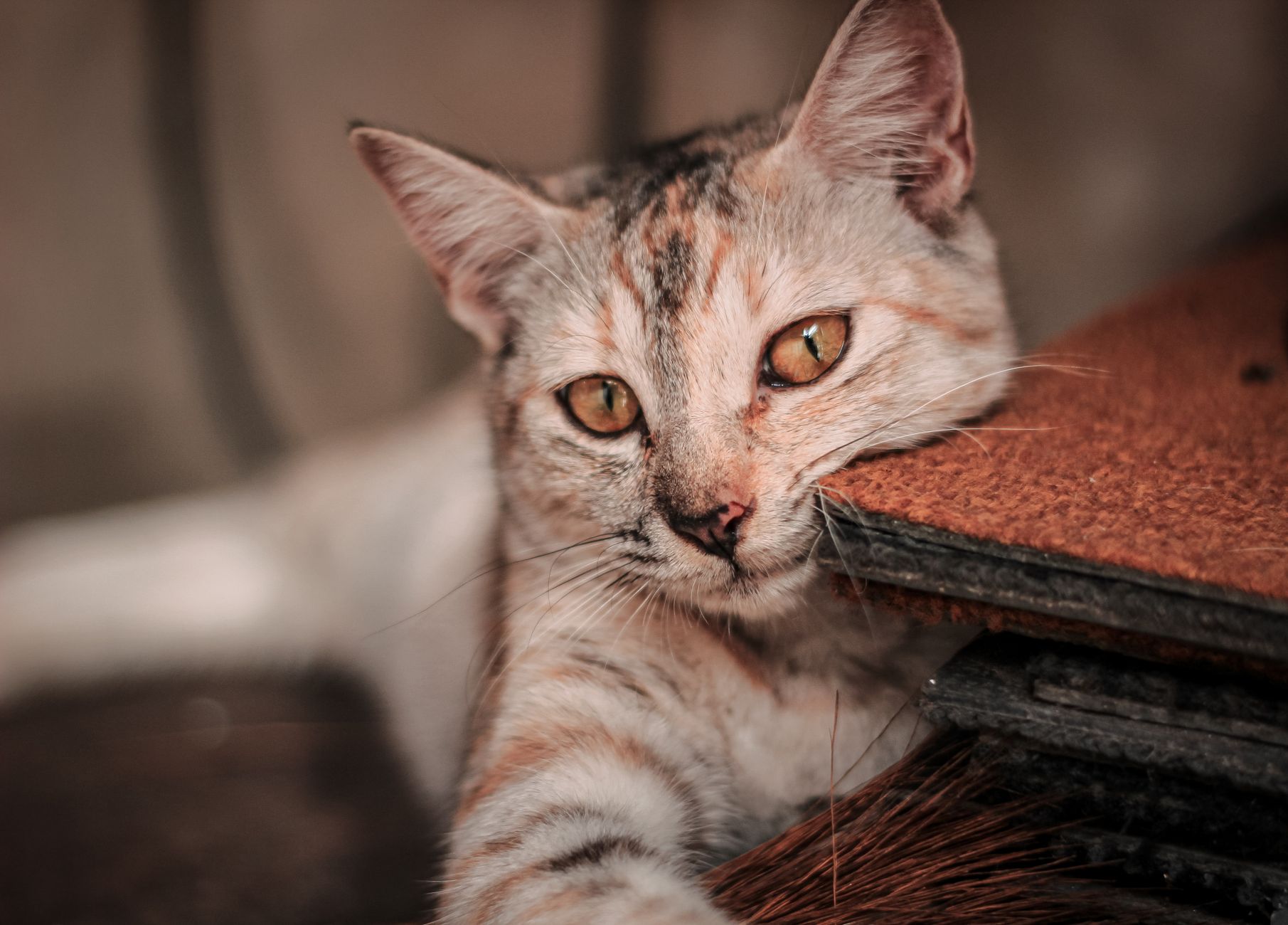 Kedi Mama Etiketi: AAFCO, FEDIAF Kodları ve İçindekiler