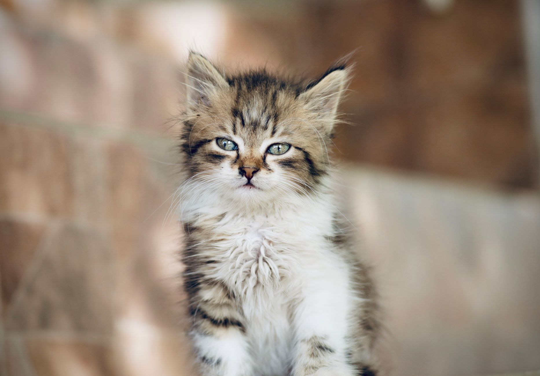 Kedi Oyun Davranışı ve Oyuncak Seçimi: Avcılık İçgüdüsünden İdeal Oyun Rutinine