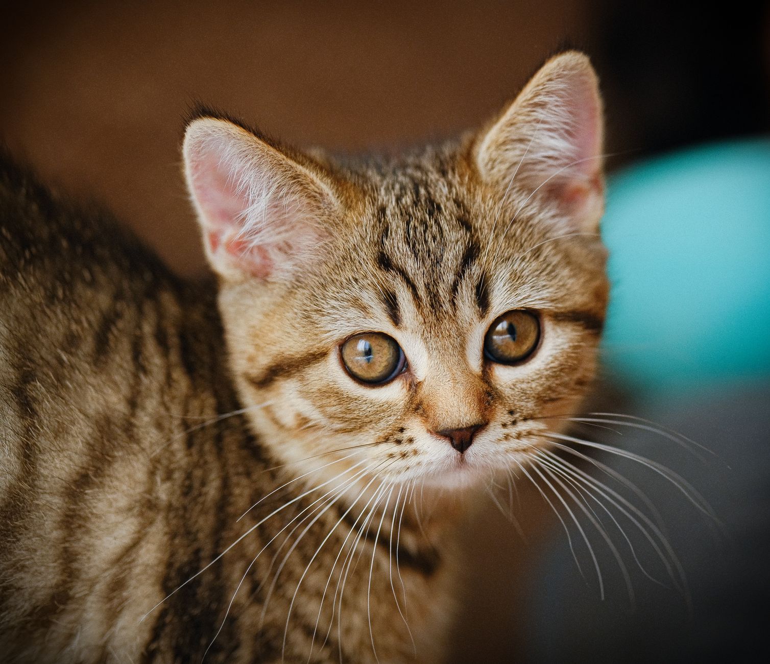 Kedi Oyun Davranışı ve Oyuncak Seçimi: Avcılık İçgüdüsünden İdeal Oyun Rutinine