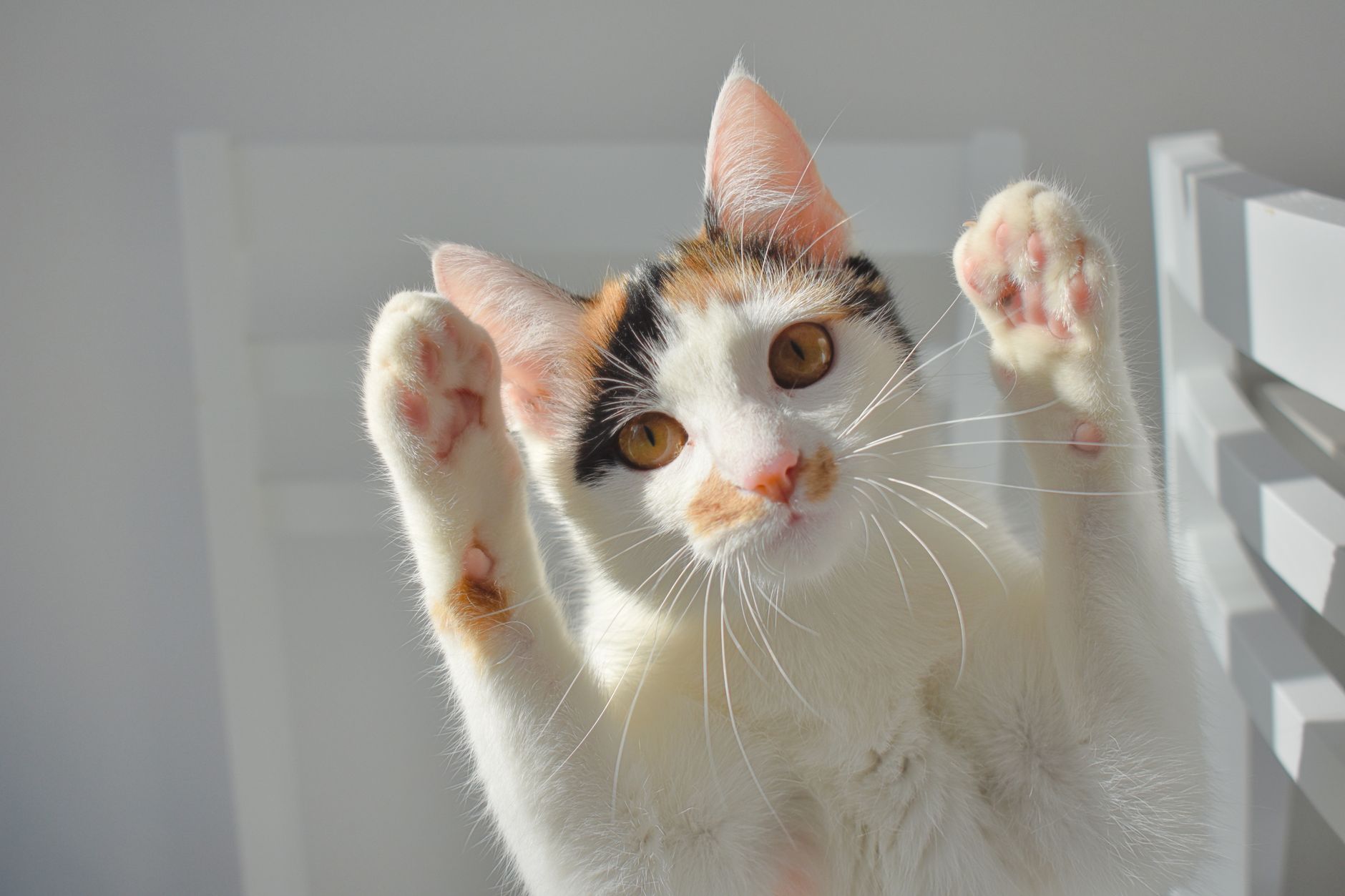 Kedi Oyun Davranışı ve Oyuncak Seçimi: Avcılık İçgüdüsünden İdeal Oyun Rutinine