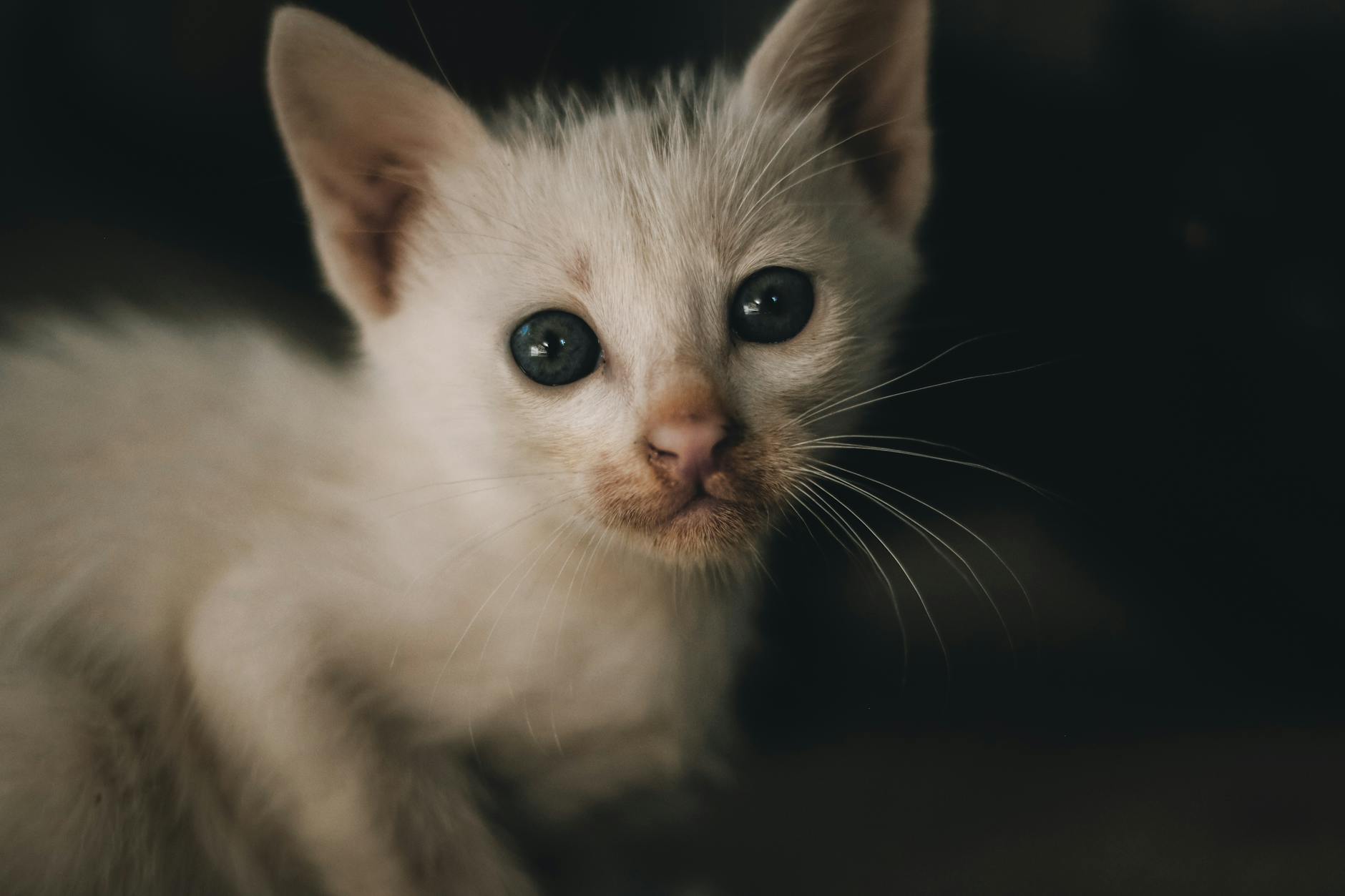 Kedi Oyun Davranışı ve Oyuncak Seçimi: Avcılık İçgüdüsünden İdeal Oyun Rutinine