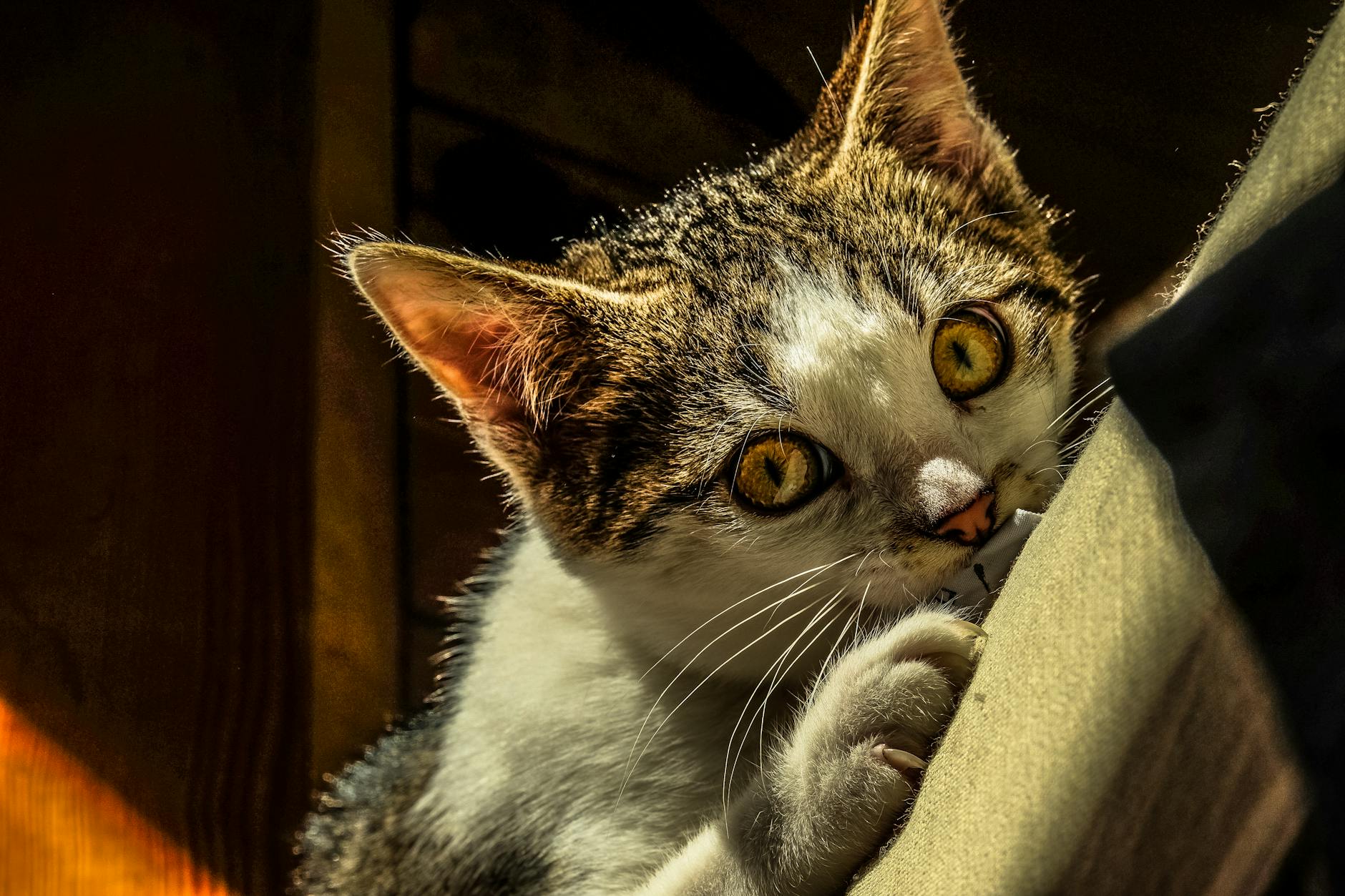 Kedi Oyun Davranışı ve Oyuncak Seçimi: Avcılık İçgüdüsünden İdeal Oyun Rutinine