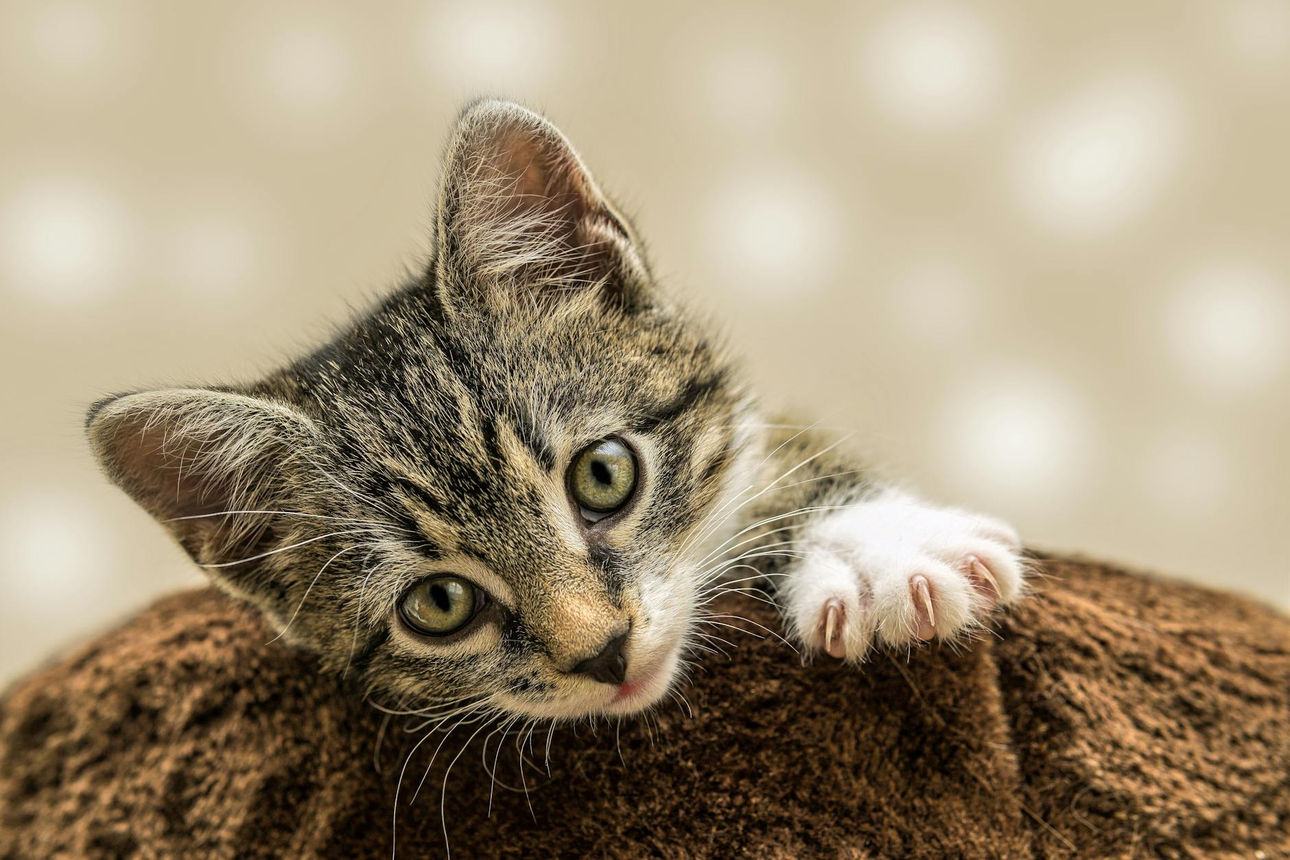 Kedi Psikolojisi ve Davranış Bilimi: İletişim, Eğitim ve Bağ Kurma Komple Rehberi