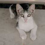 Kedi Psikolojisi: Davranış, İletişim ve Bağ Kurmanın Bilimi