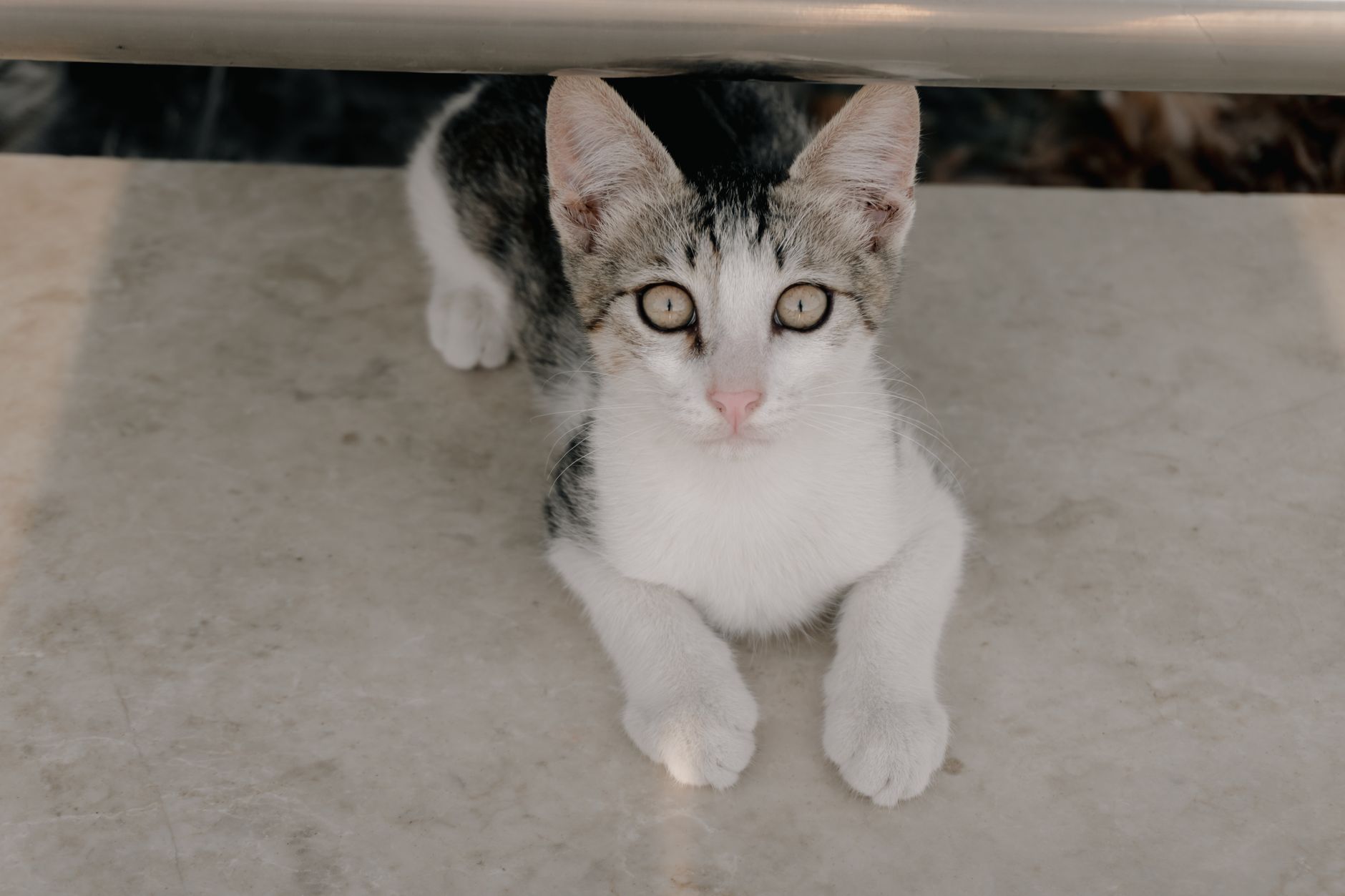 Kedi Psikolojisi ve Davranış Bilimi: İletişim, Eğitim ve Bağ Kurma Komple Rehberi