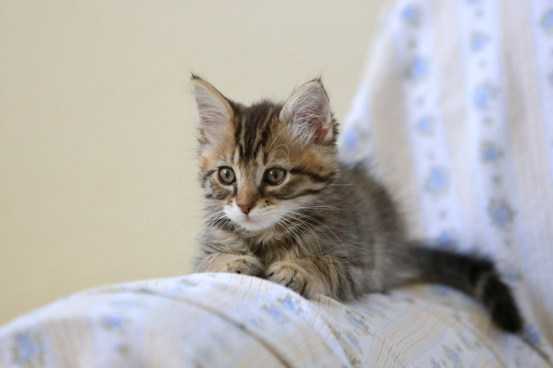 Kedi Psikolojisi ve Davranış Bilimi: İletişim, Eğitim ve Bağ Kurma Komple Rehberi