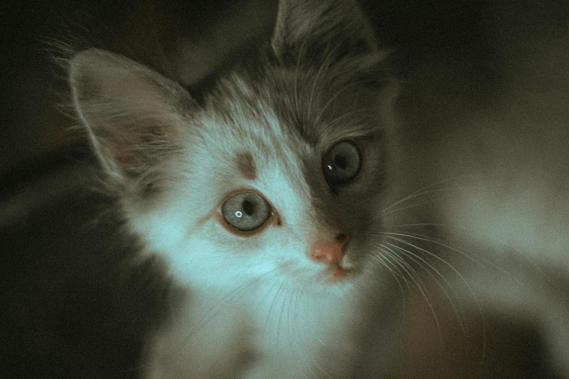 Kedi Psikolojisi ve Davranış Bilimi: İletişim, Eğitim ve Bağ Kurma Komple Rehberi