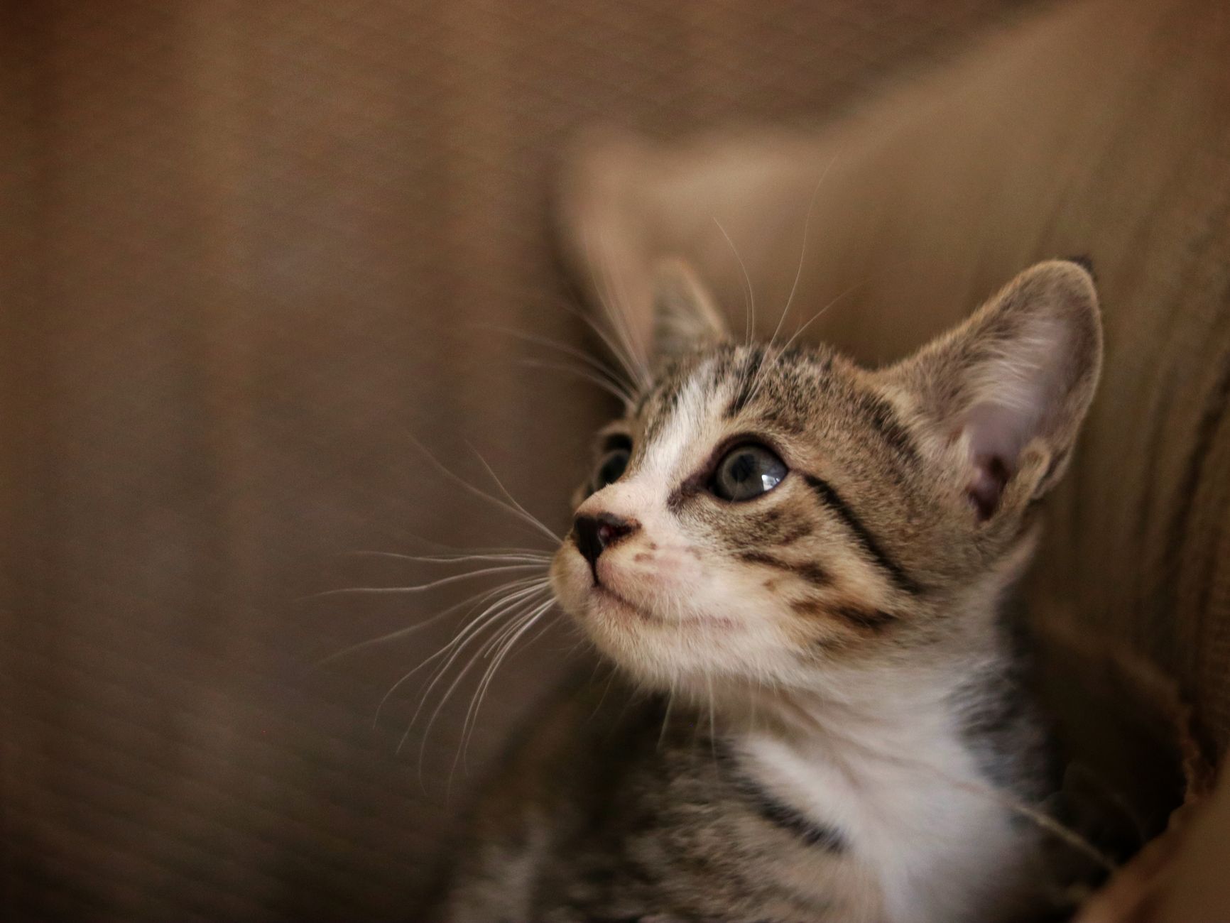 Kedi Sahiplenmek İçin Ayrıntılı Rehber: Bakım, Beslenme, Sağlık ve Davranış