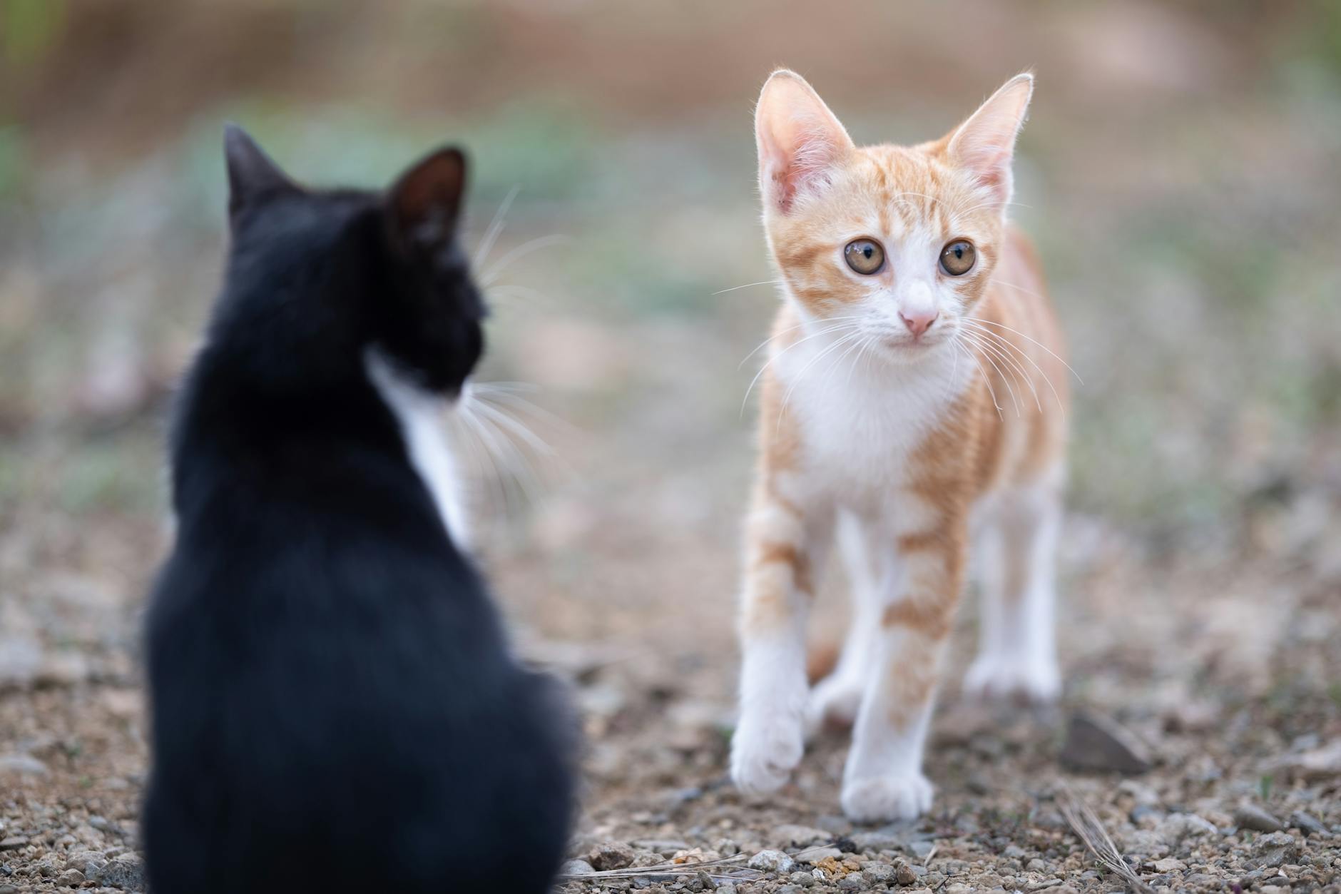 Kedi Sahiplenmek İçin Kapsamlı Rehber: Bakım, Beslenme, Sağlık ve Davranış