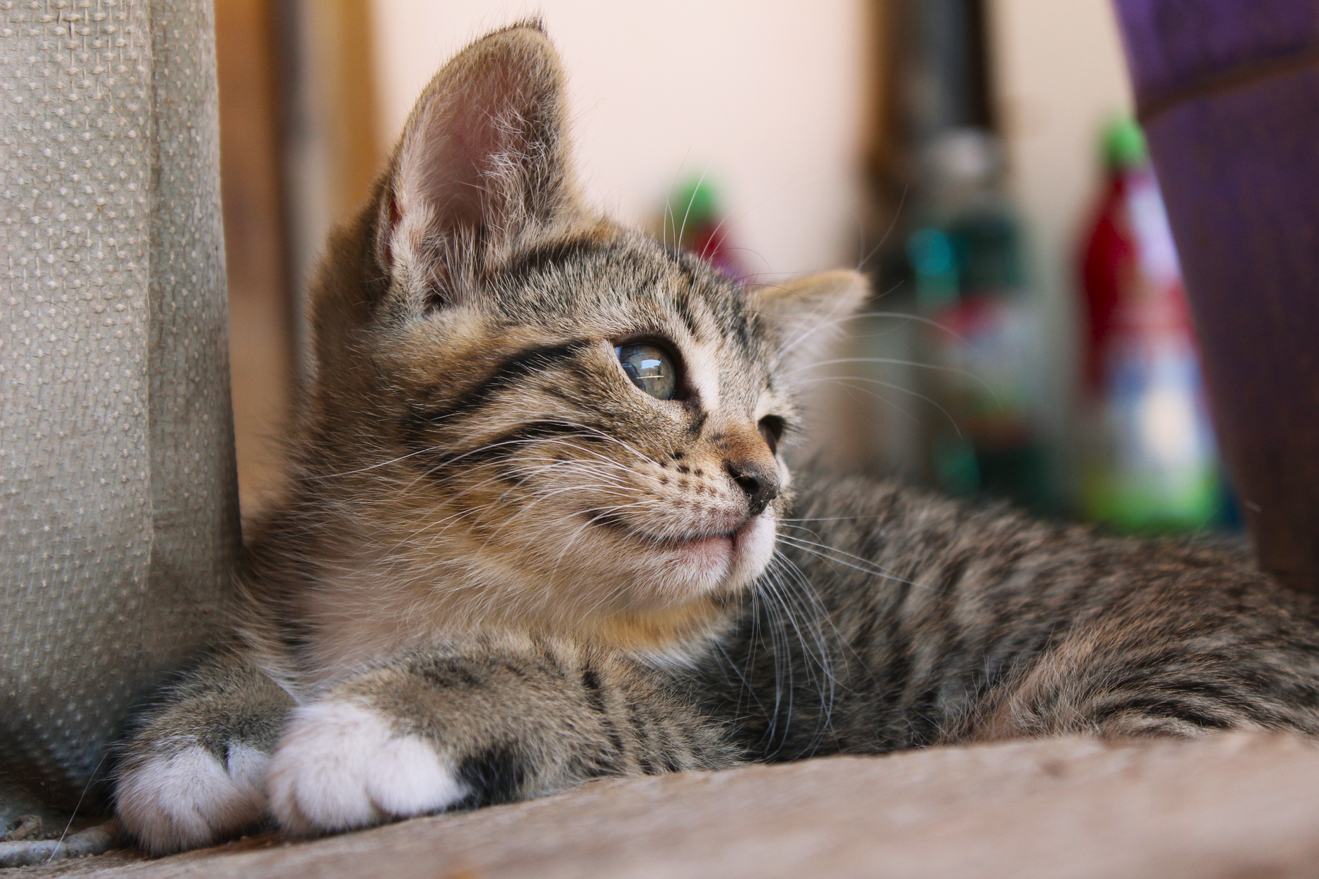 Kedi Sahiplenmek İçin Ayrıntılı Rehber: Bakım, Beslenme, Sağlık ve Davranış