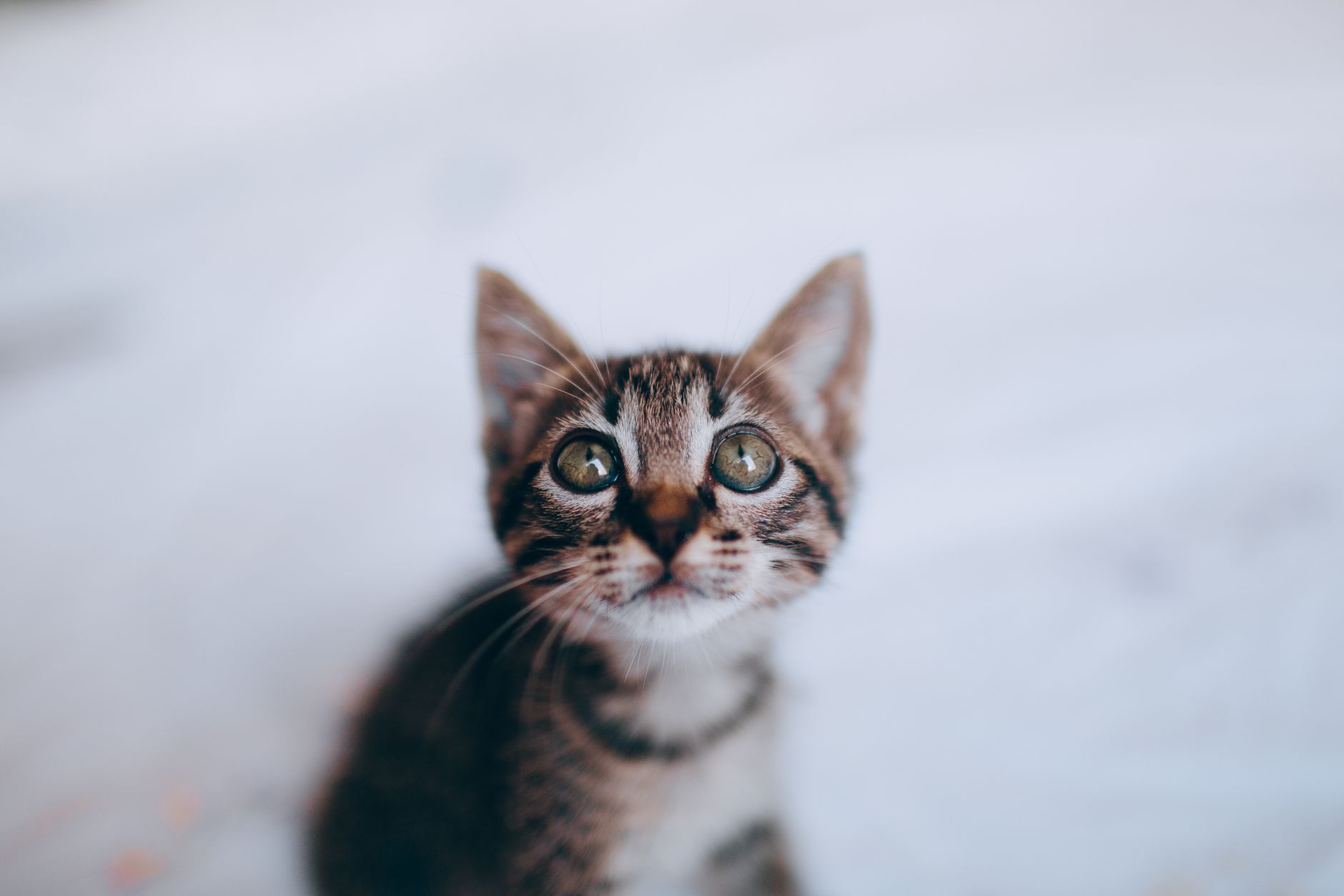 Kedi Sahiplenmek İçin Ayrıntılı Rehber: Bakım, Beslenme, Sağlık ve Davranış