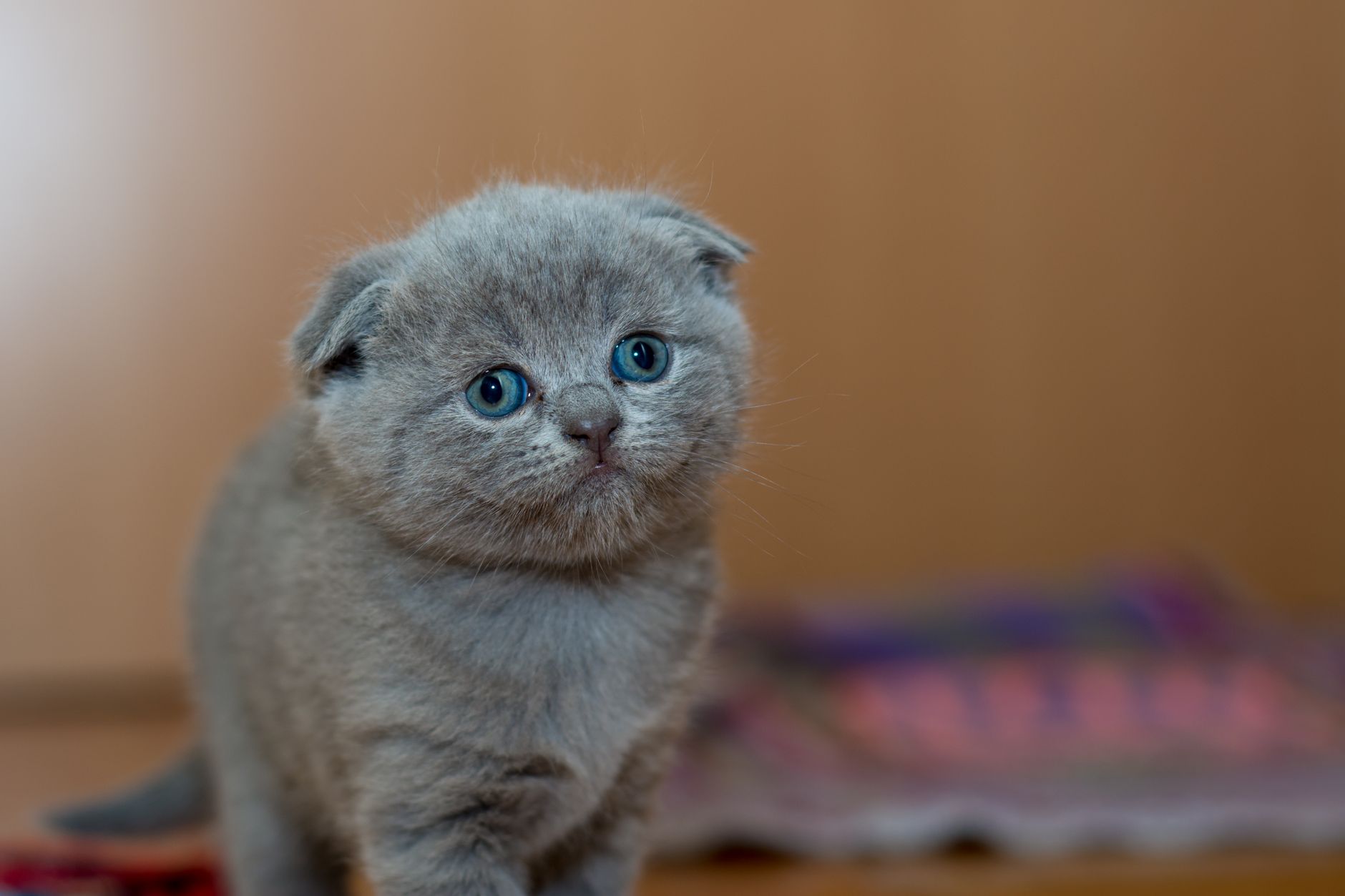 Kedi Sesleri ve Anlamları: Miyavlama, Mırlama, Çıngırama ve Tüm Vokal Sinyaller
