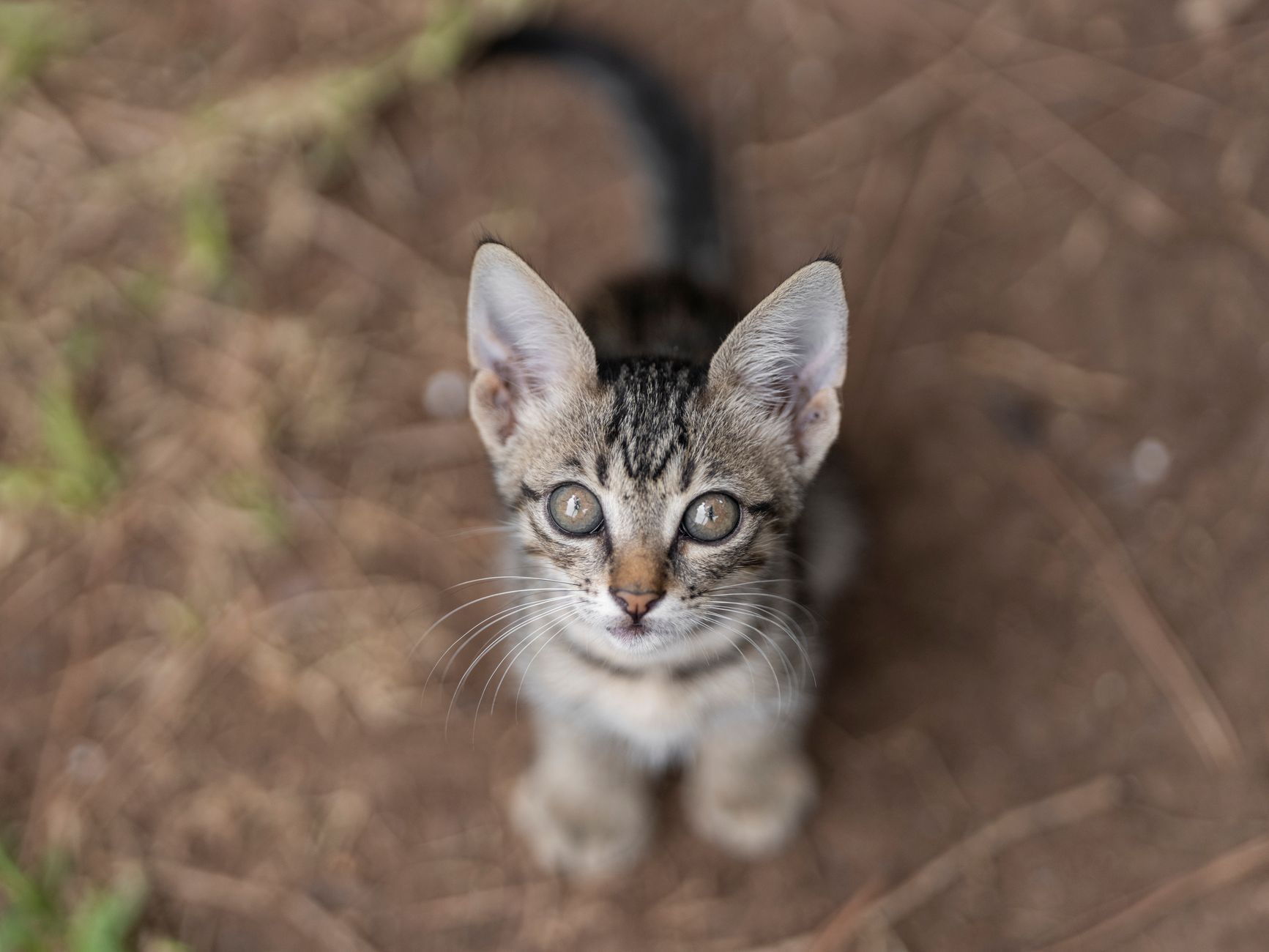 Kedi Sesleri ve Anlamları: Miyavlama, Mırlama, Çıngırama ve Tüm Vokal Sinyaller
