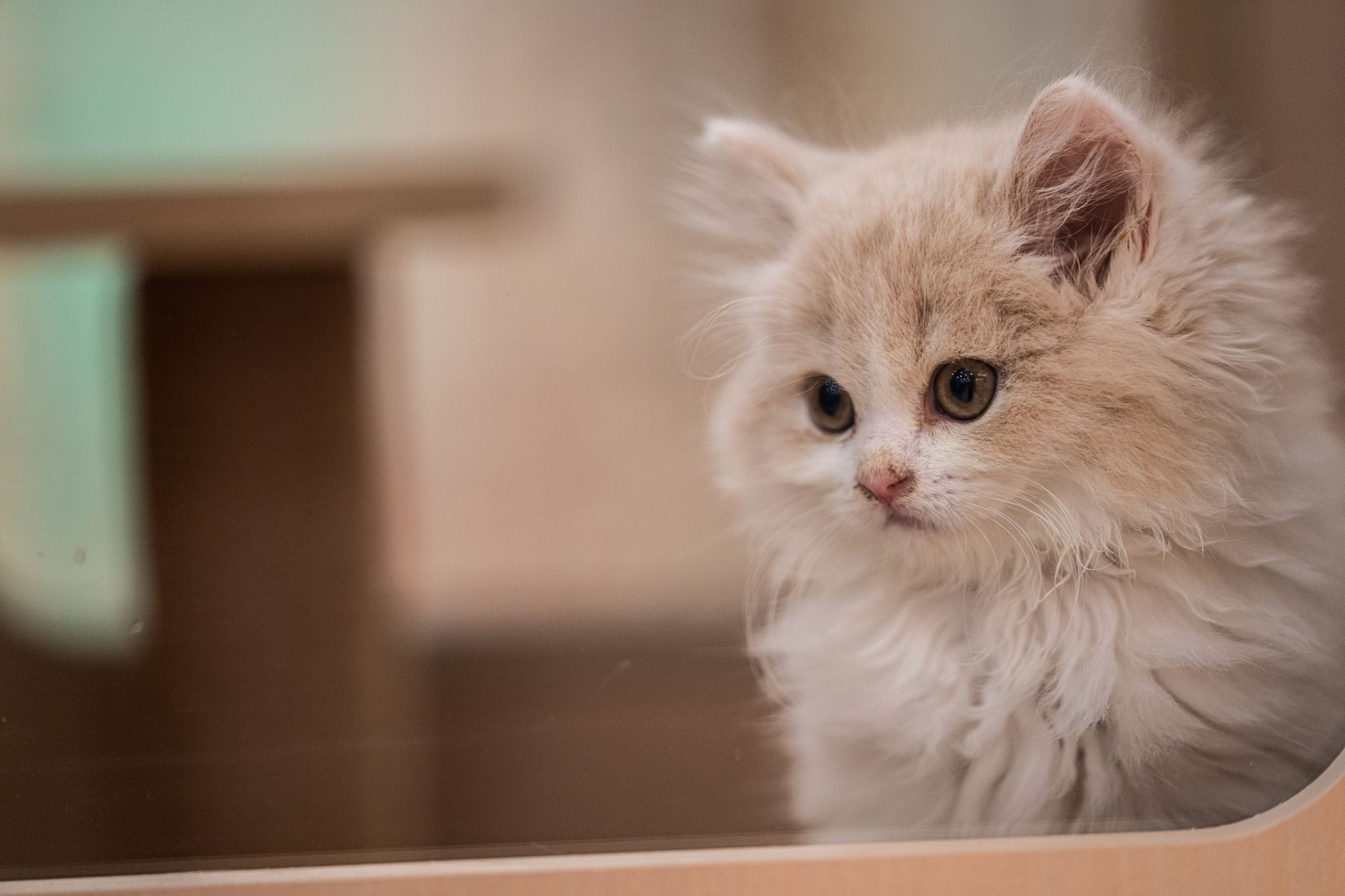 Kedi Sesleri ve Anlamları: Miyavlama, Mırlama, Çıngırama ve Tüm Vokal Sinyaller