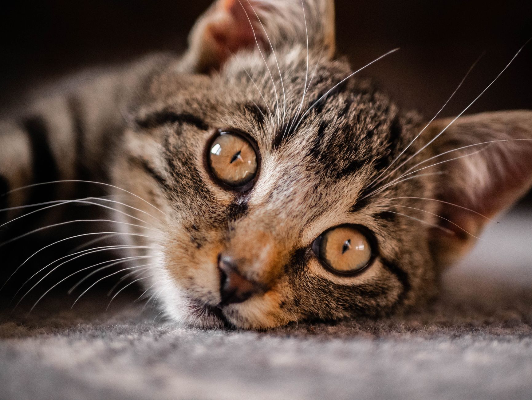 Kedi Sesleri ve Anlamları: Miyavlama, Mırlama, Çıngırama ve Tüm Vokal Sinyaller