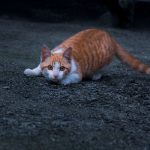 Kedi Sesleri ve Anlamları: Miyavlama, Mırlama ve Tüm Vokal Sinyaller