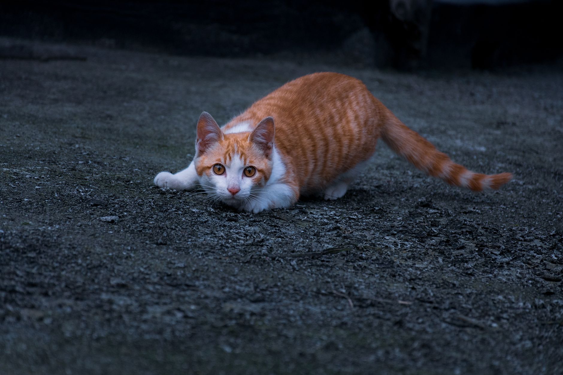 Kedi Sesleri ve Anlamları: Miyavlama, Mırlama, Çıngırama ve Tüm Vokal Sinyaller